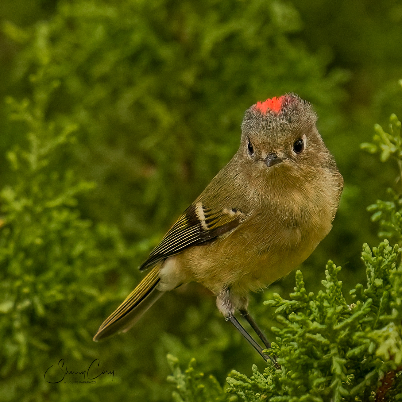 Ruby Crowned (Regulus calendula)