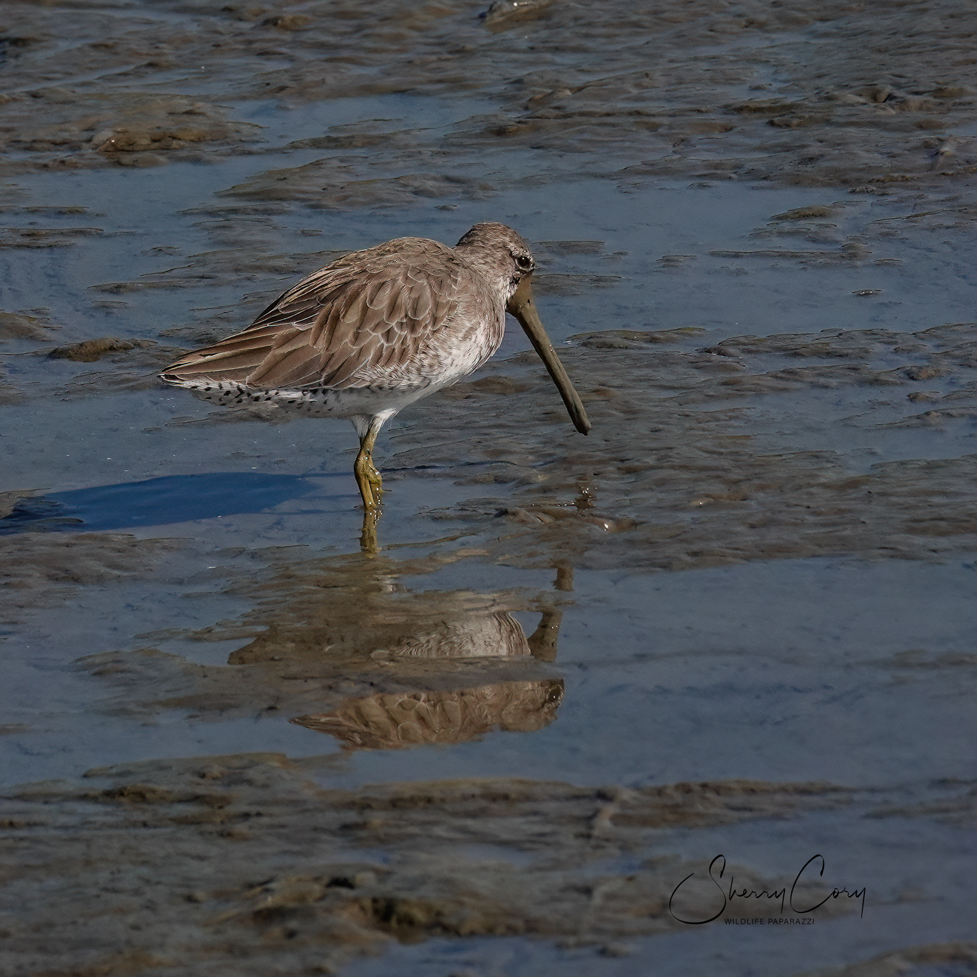 Short Billed Dowitcher (Limnodromus griseus)