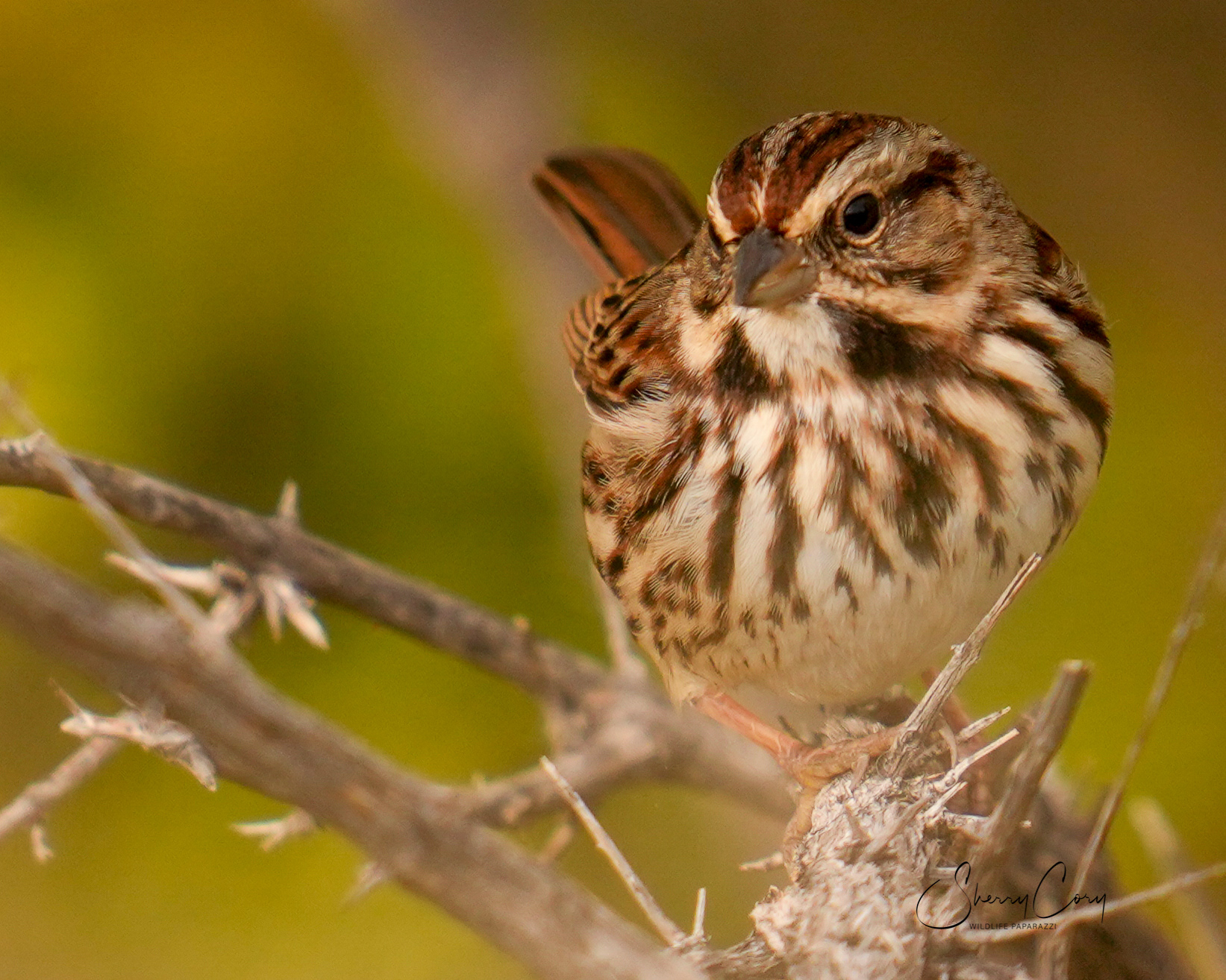 Song Sparrow