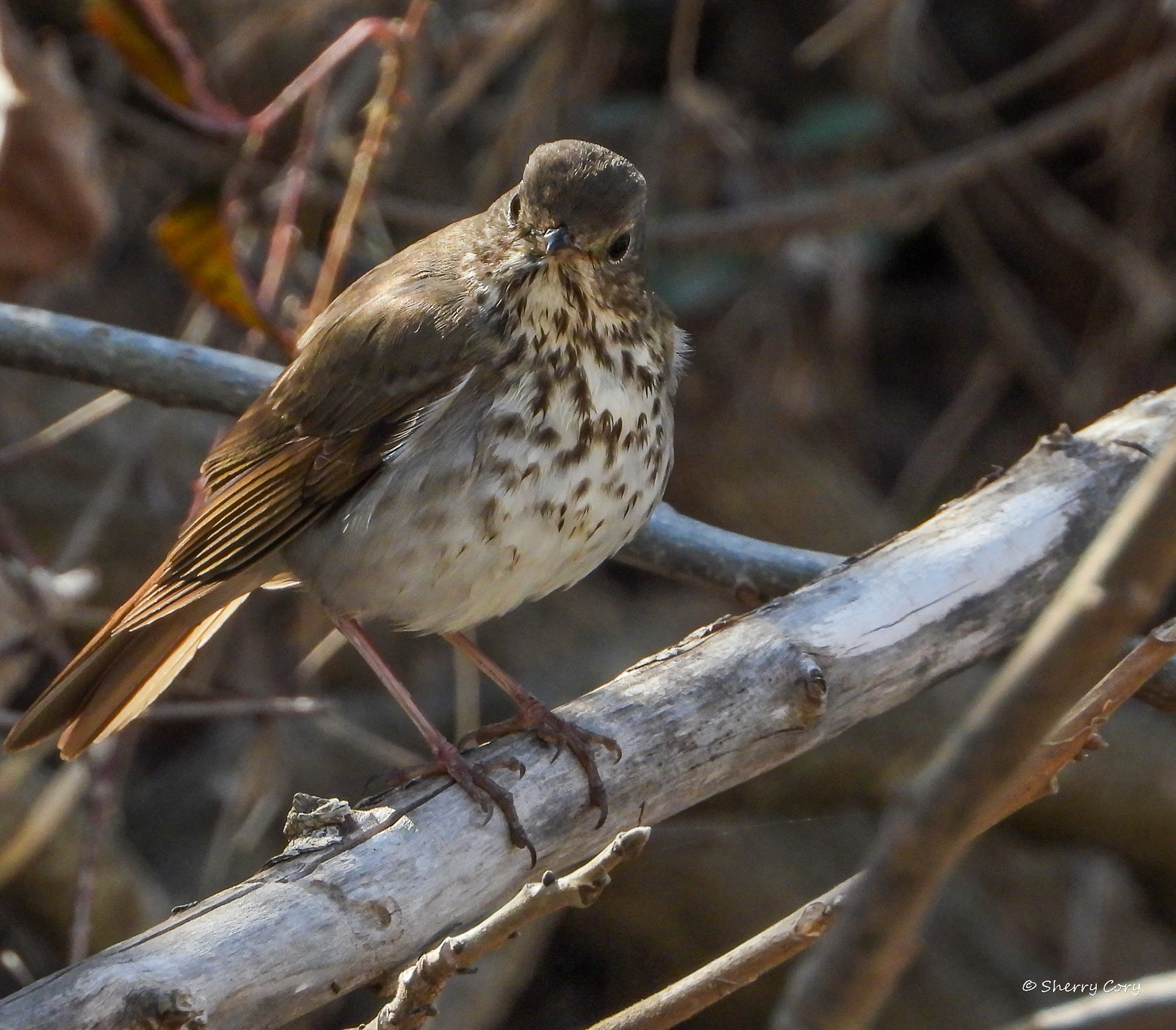 Hermit Thrush (Catharus guttarus)