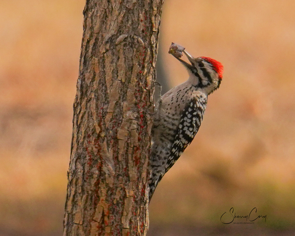 Ladder Backed Woodpecker