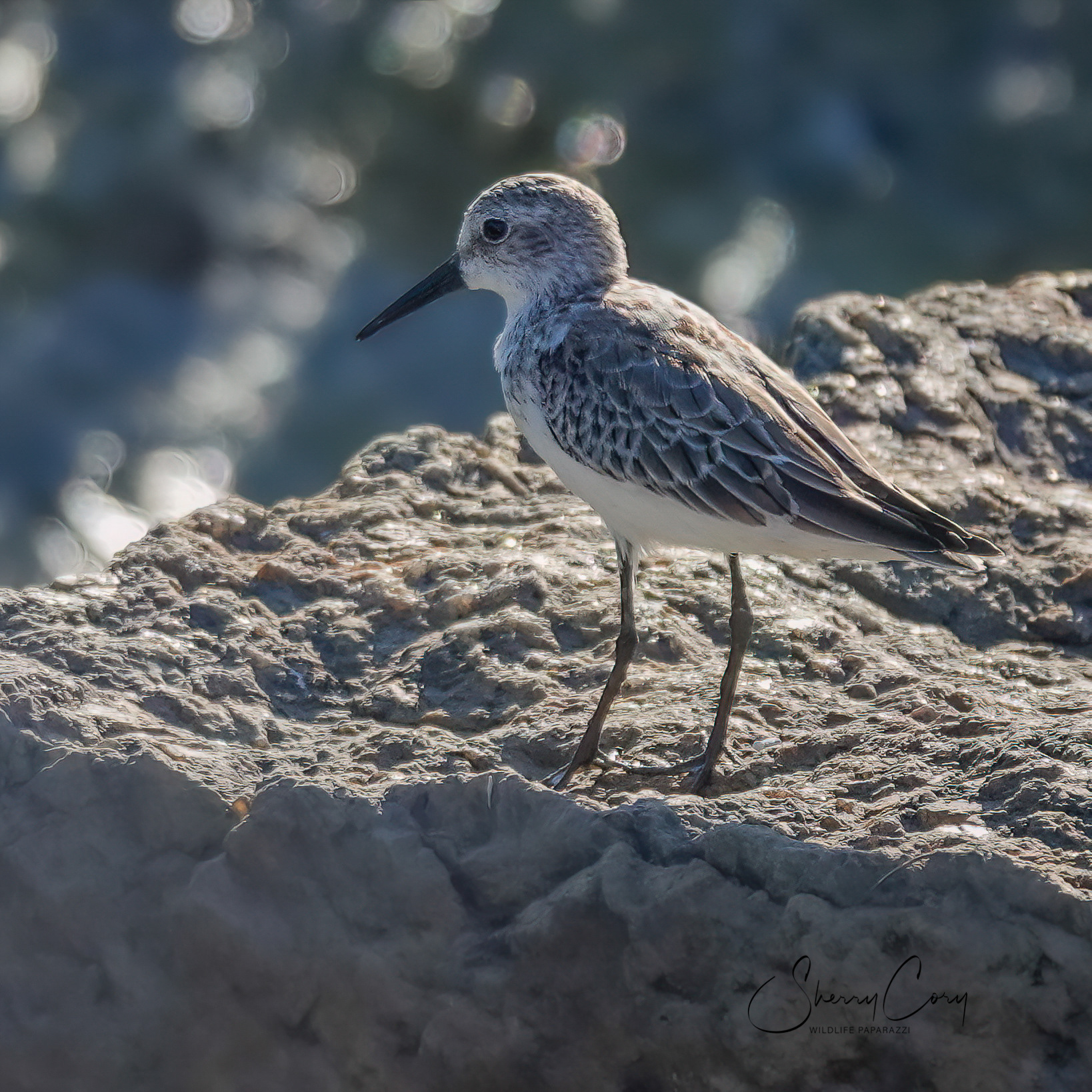 Western Sandpiper (Calidris mauri)