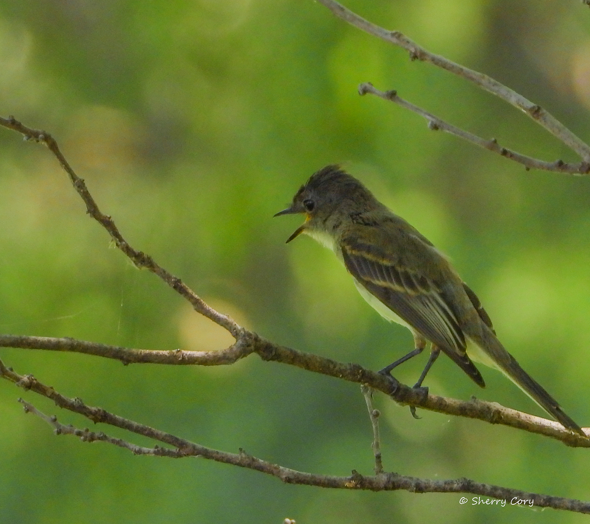 Acadian Flycatcher (Empidonax virescens)