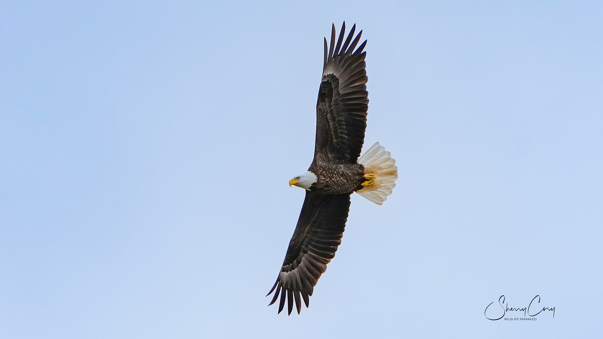 Bald Eagle (Haliaeetus leucocephalus)
