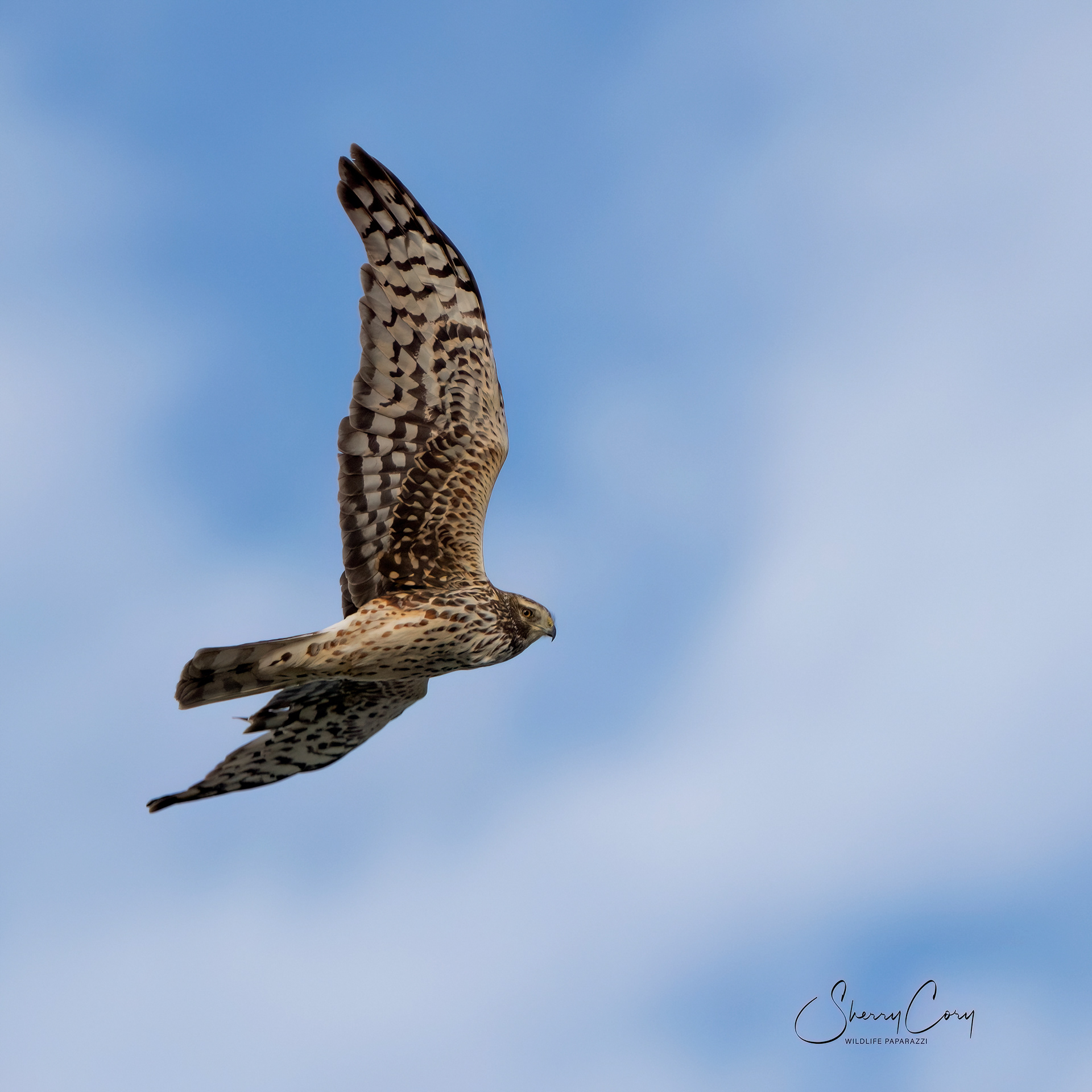 Northern Harrier