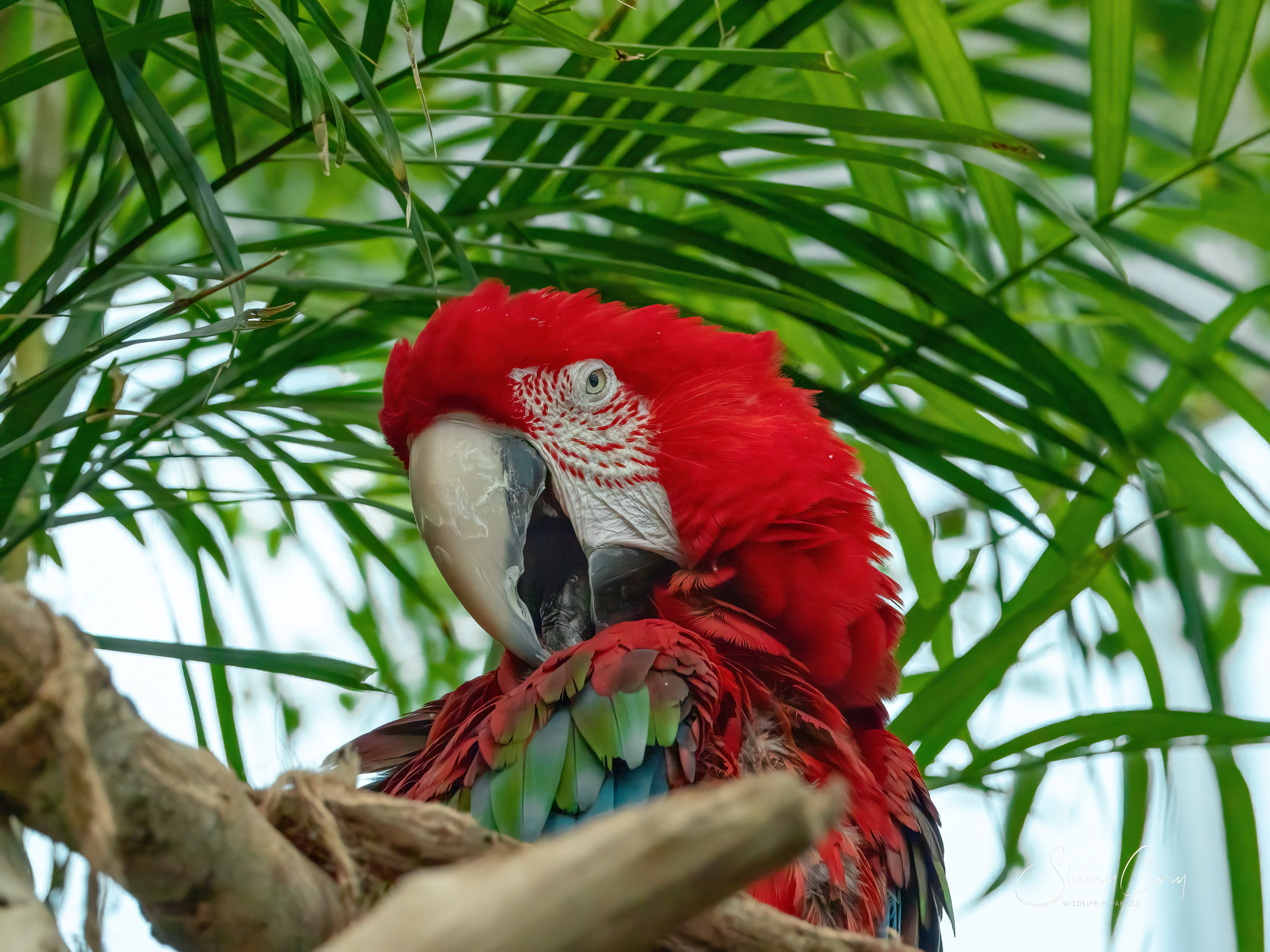 Scarlet Macaw