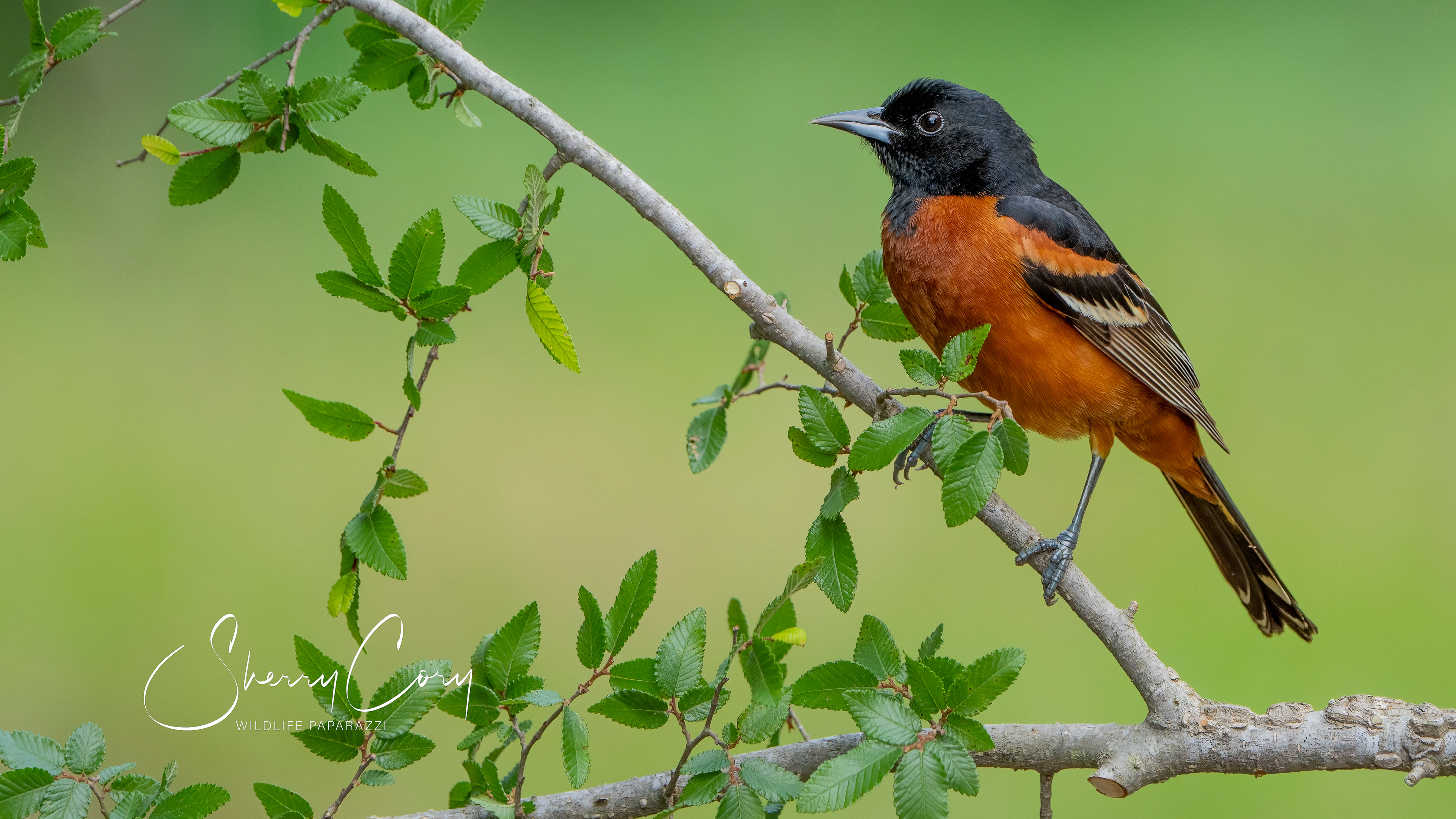 Male Orchard Oriole