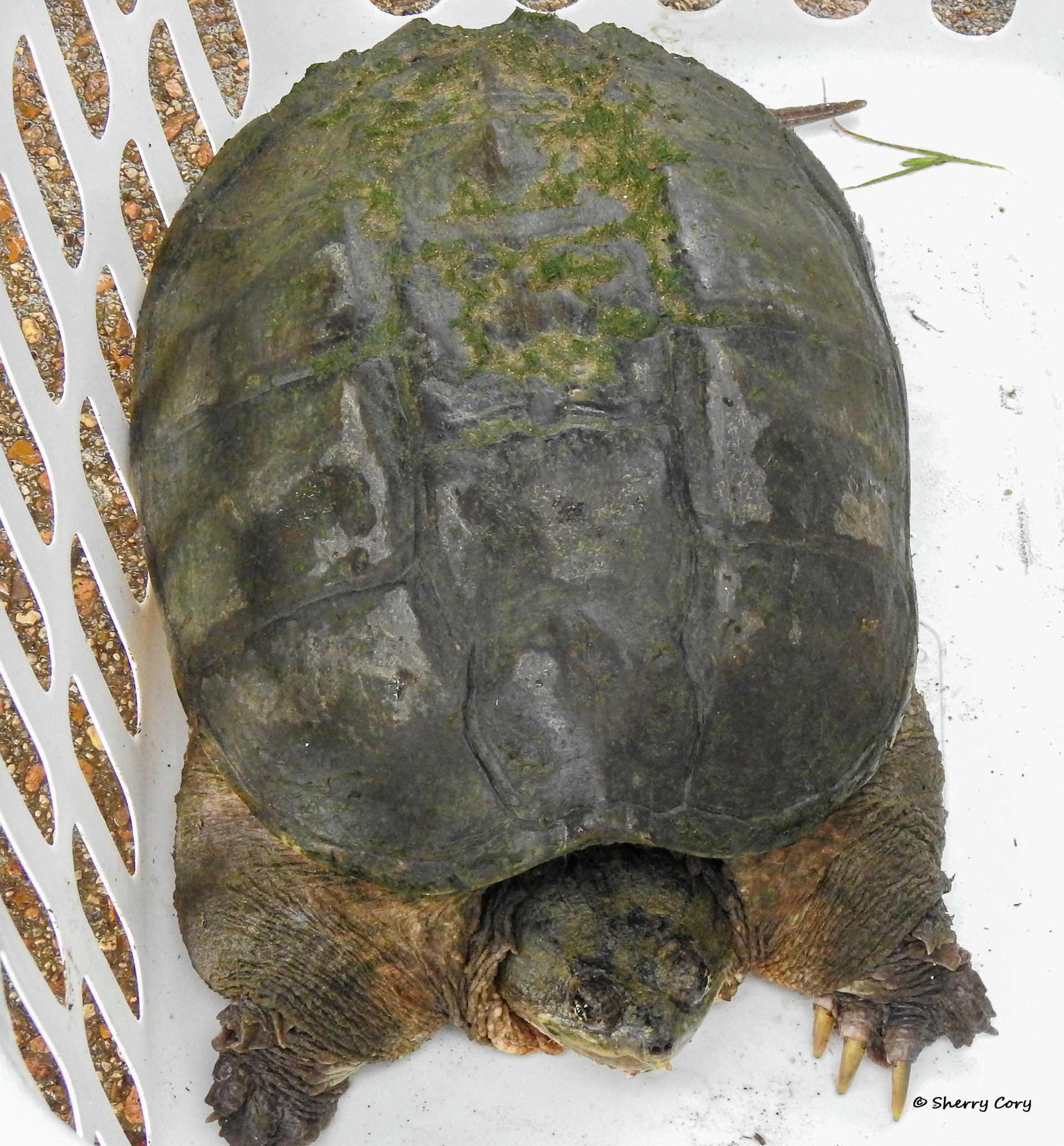 Alligator Snapping Turtle