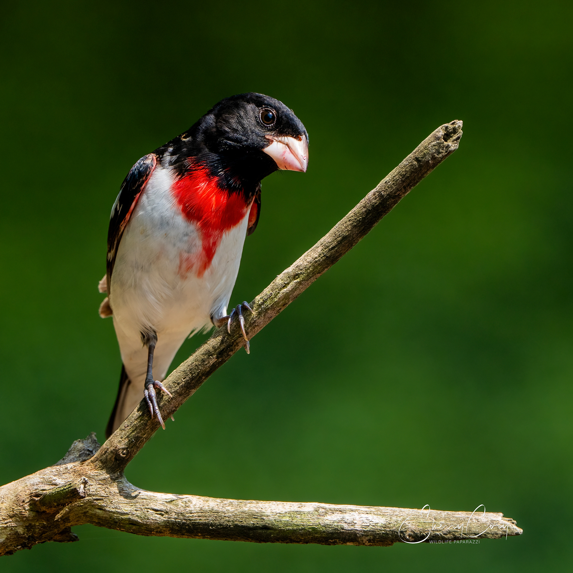 Rose Breasted Grosbeak (Pheucticus ludovicianus)
