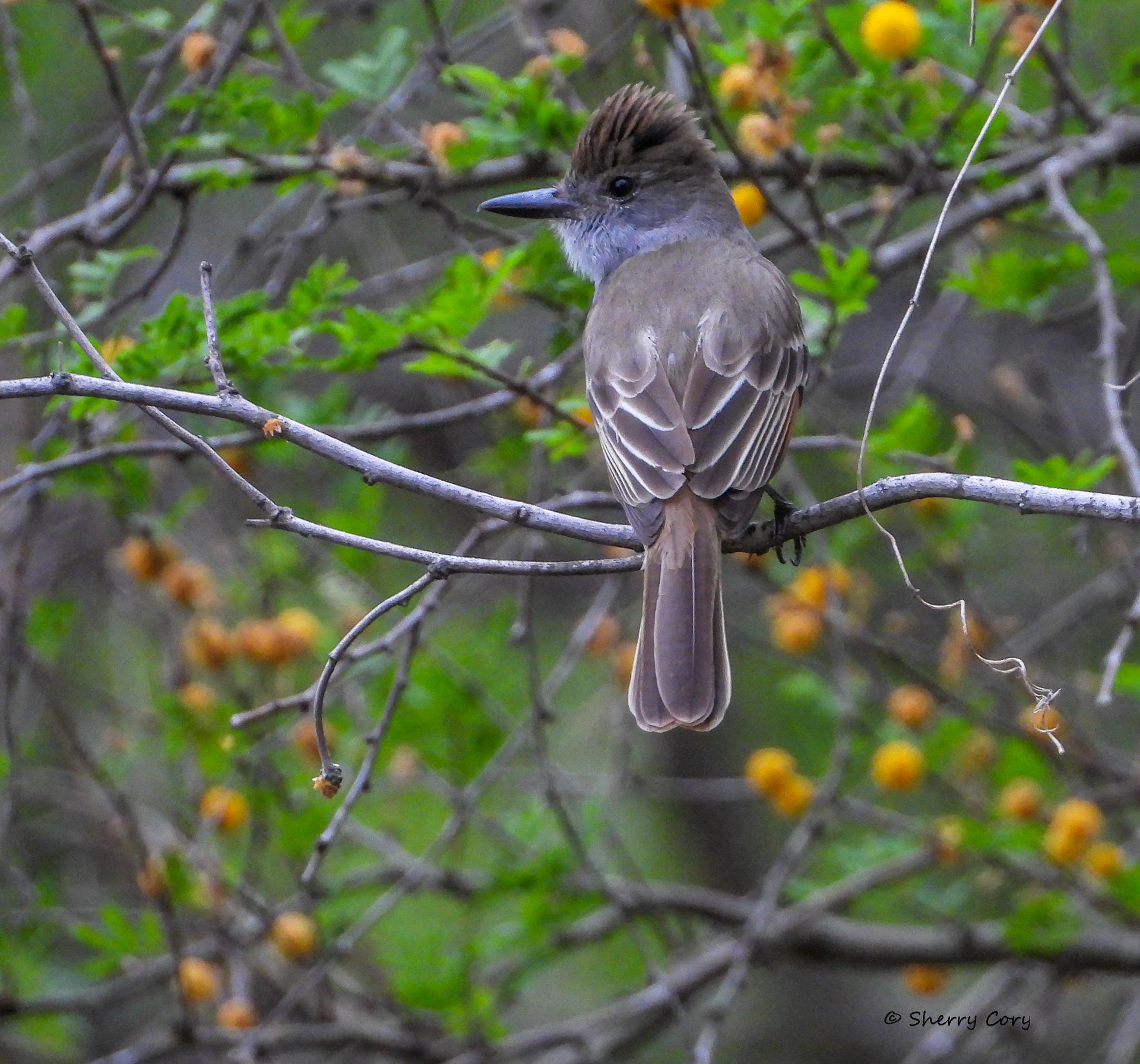Brown Crested Flycatcher ( Myiarchus tyrannulus)