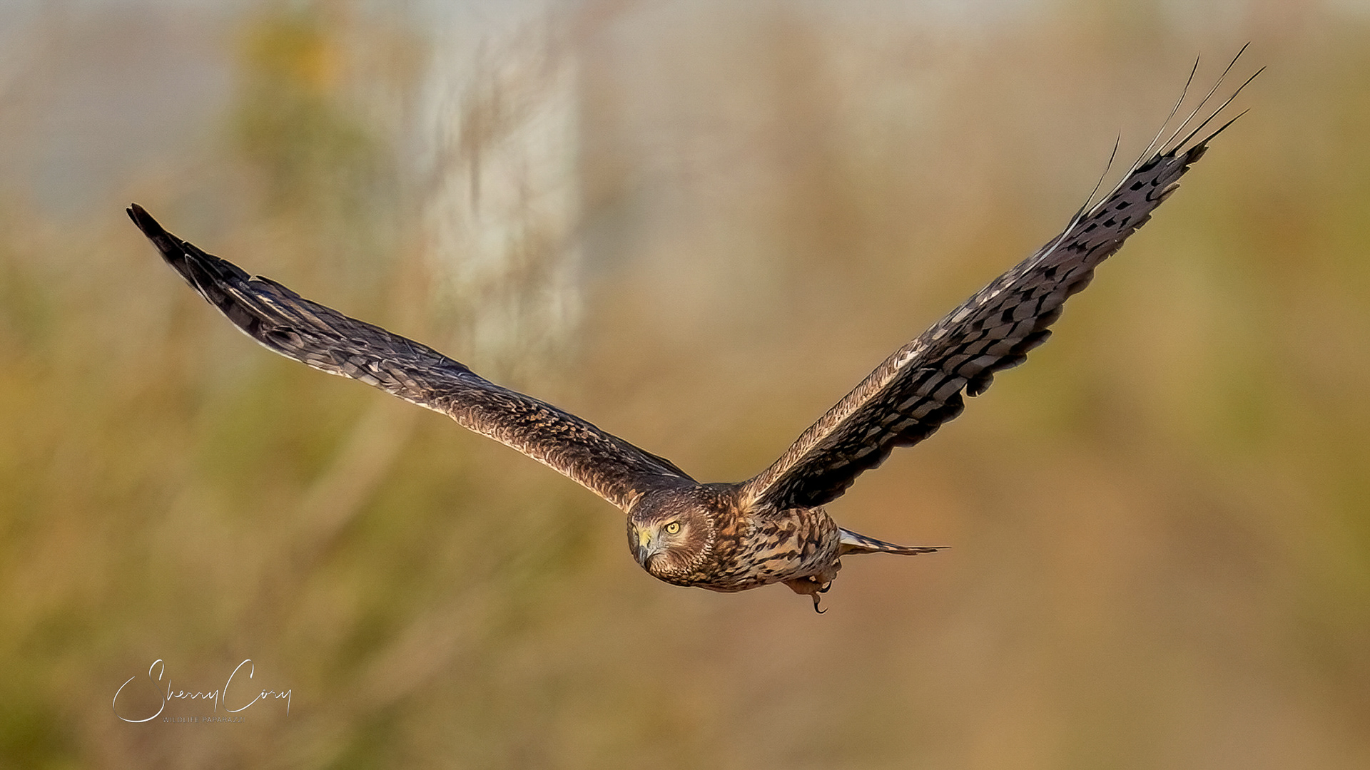 Northern Harrier (Circus hudsonius)
