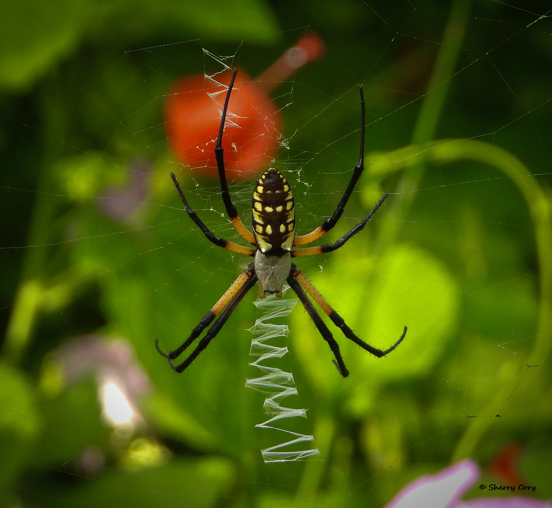 Yellow Garden Spider