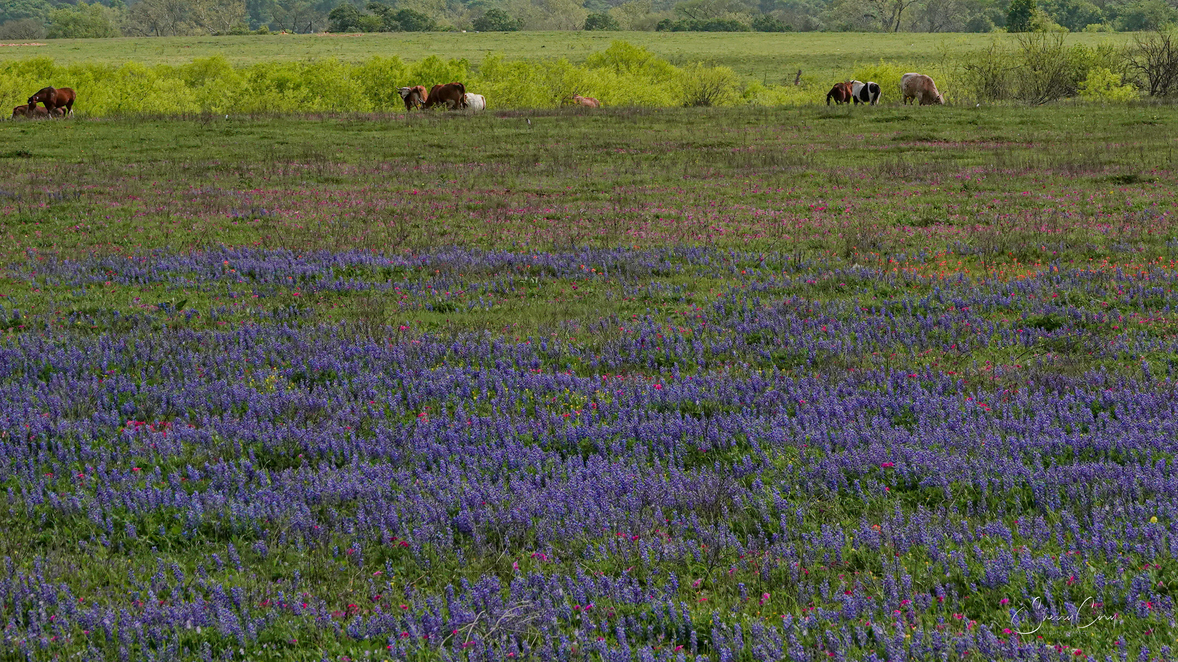 Texas Hill Country Scene 2/10