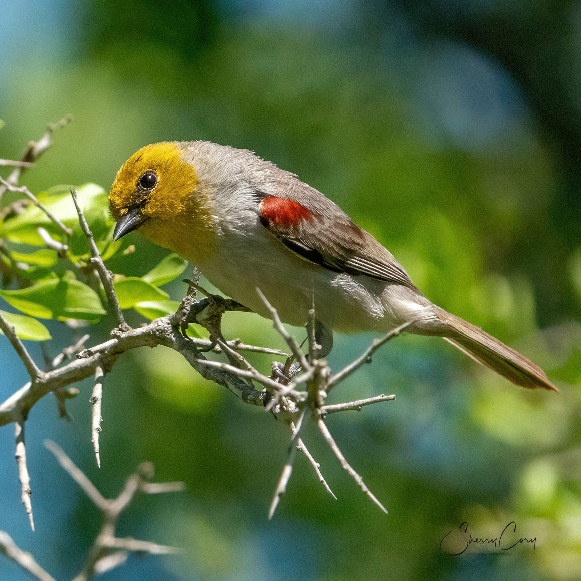 Verdin (Auriparus flaviceps)