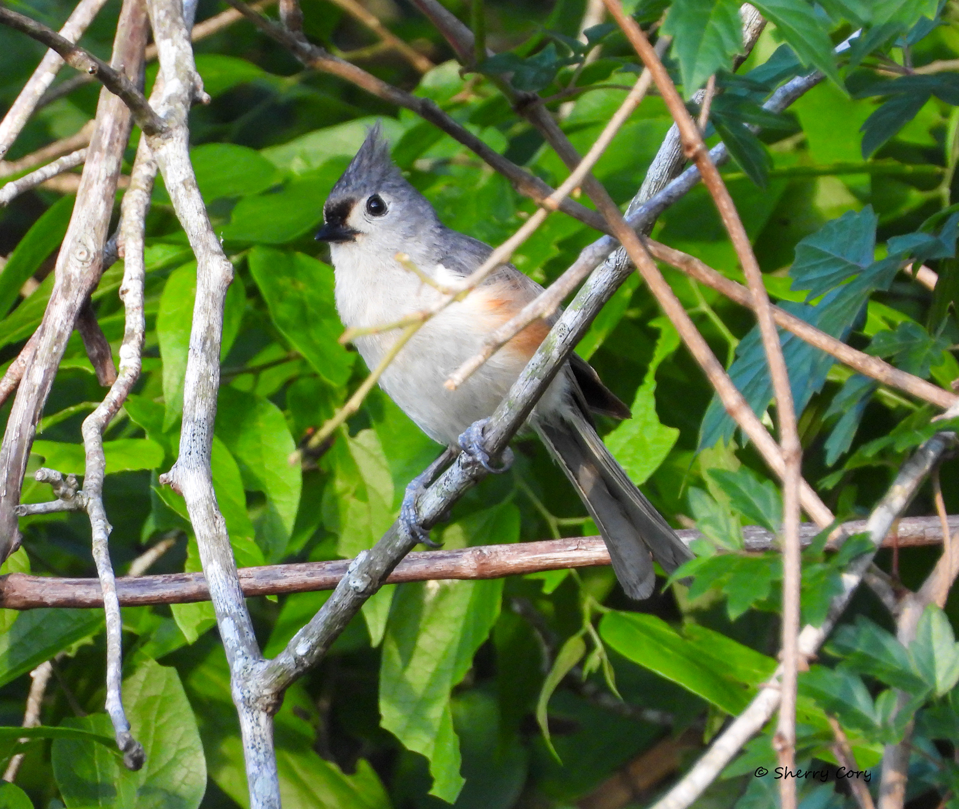 Tufted Titmouse (Baeolophus bicolor)
