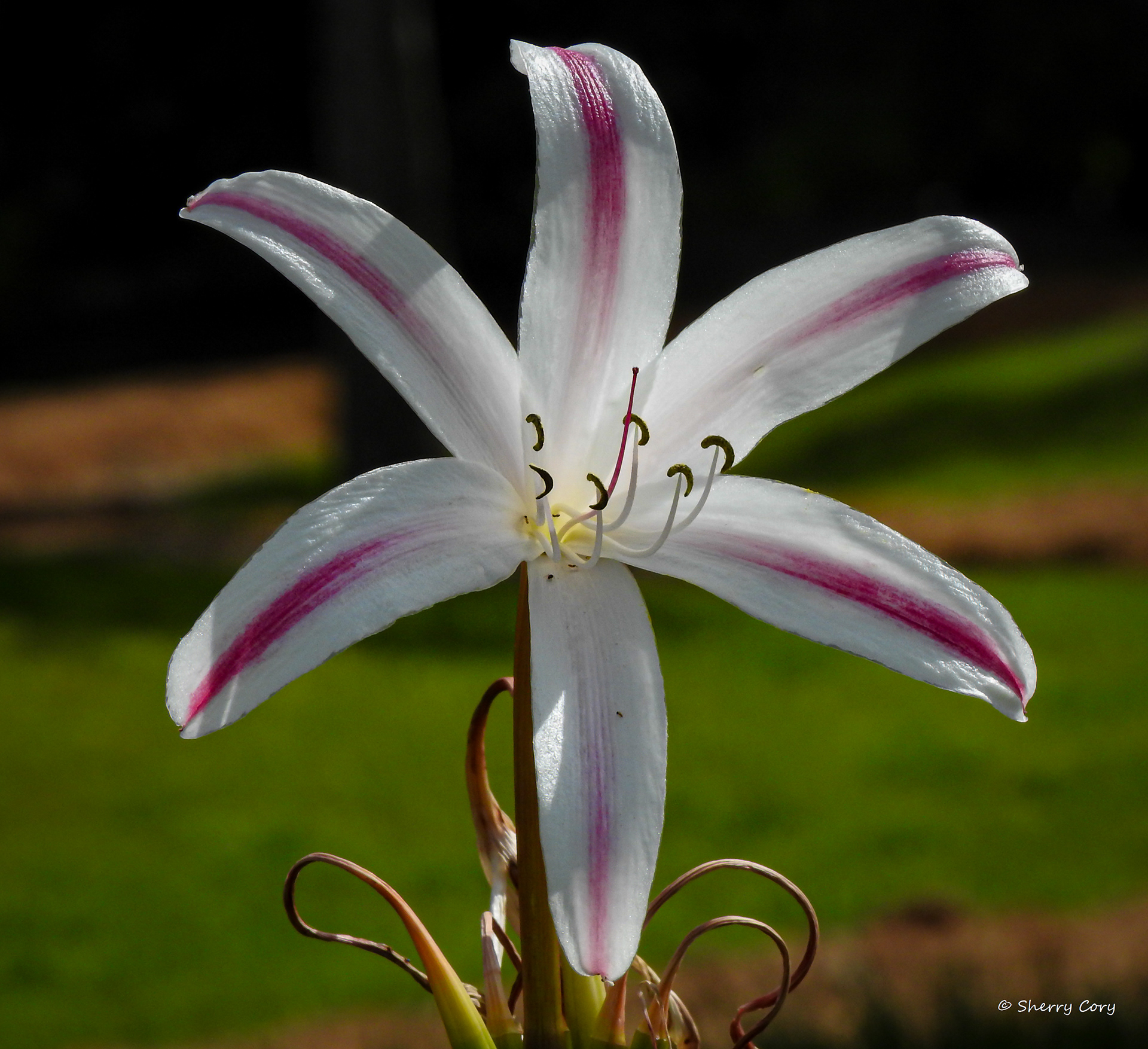Southern Swamp Crinum