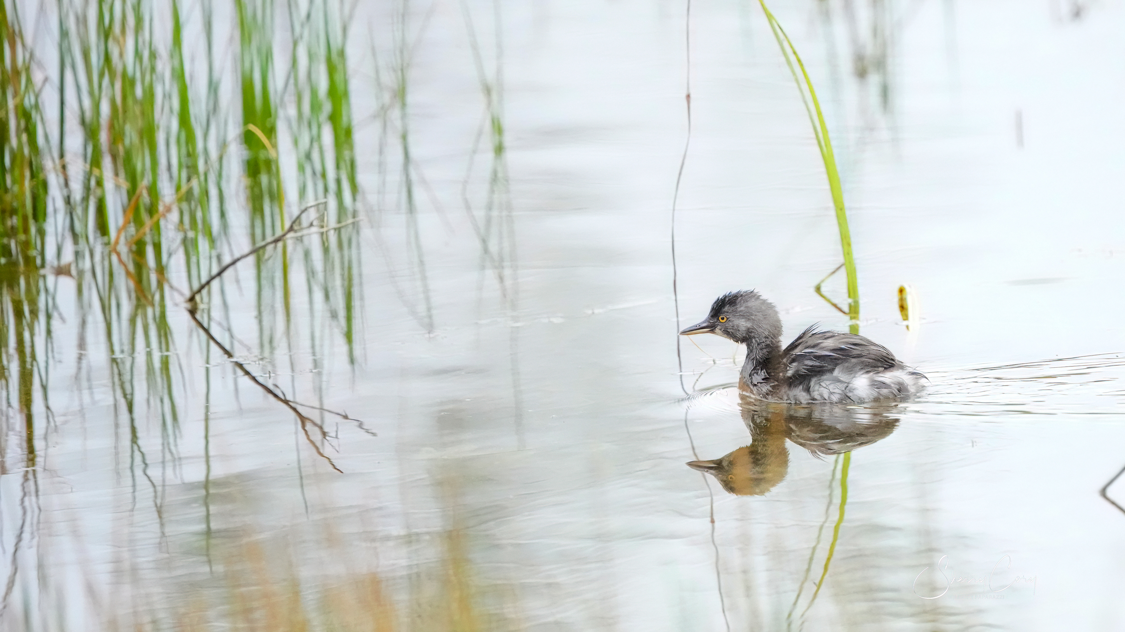 Least Grebe (Tachybaptus dominicus)