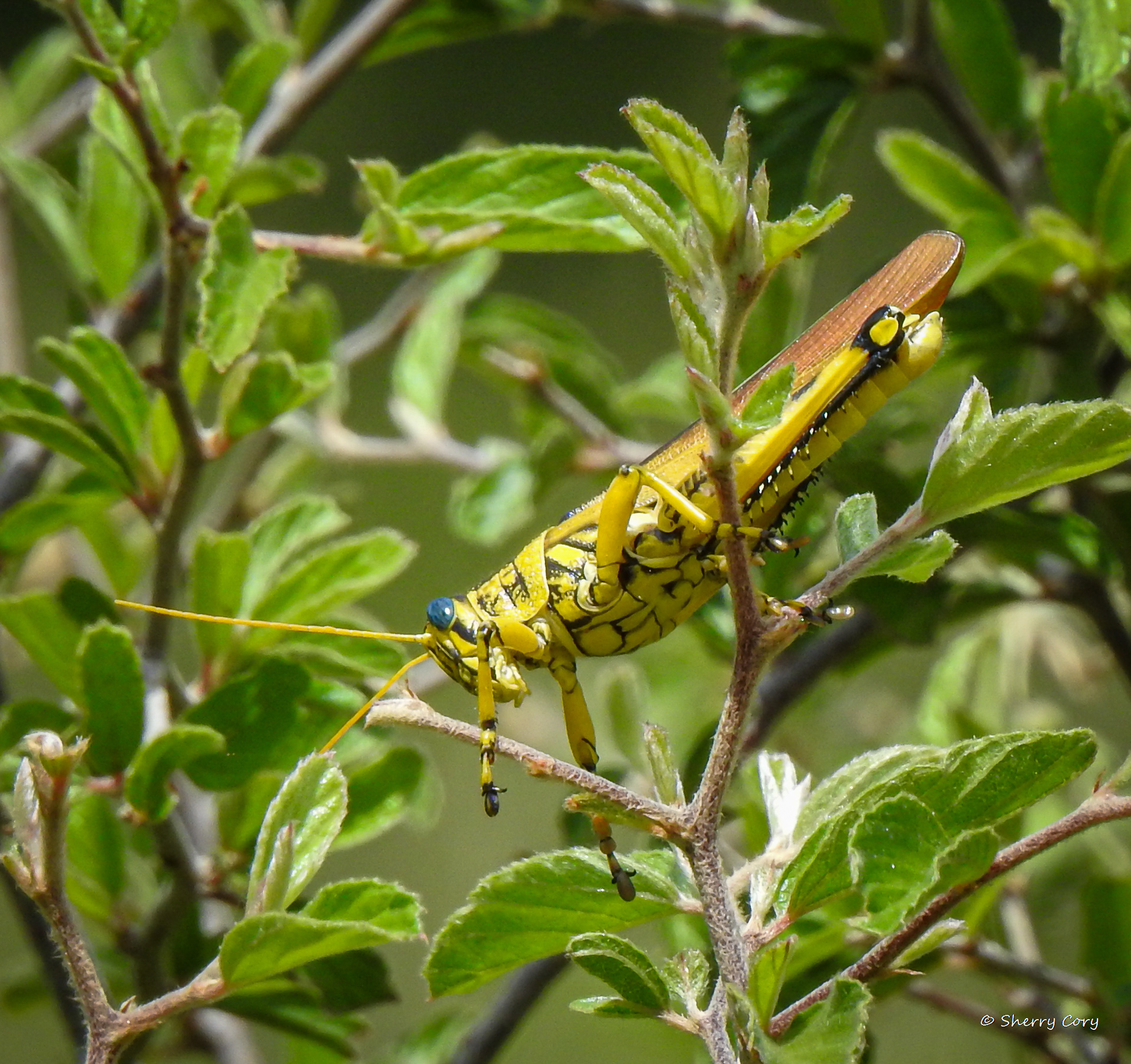 Spotted Bird Grasshopper