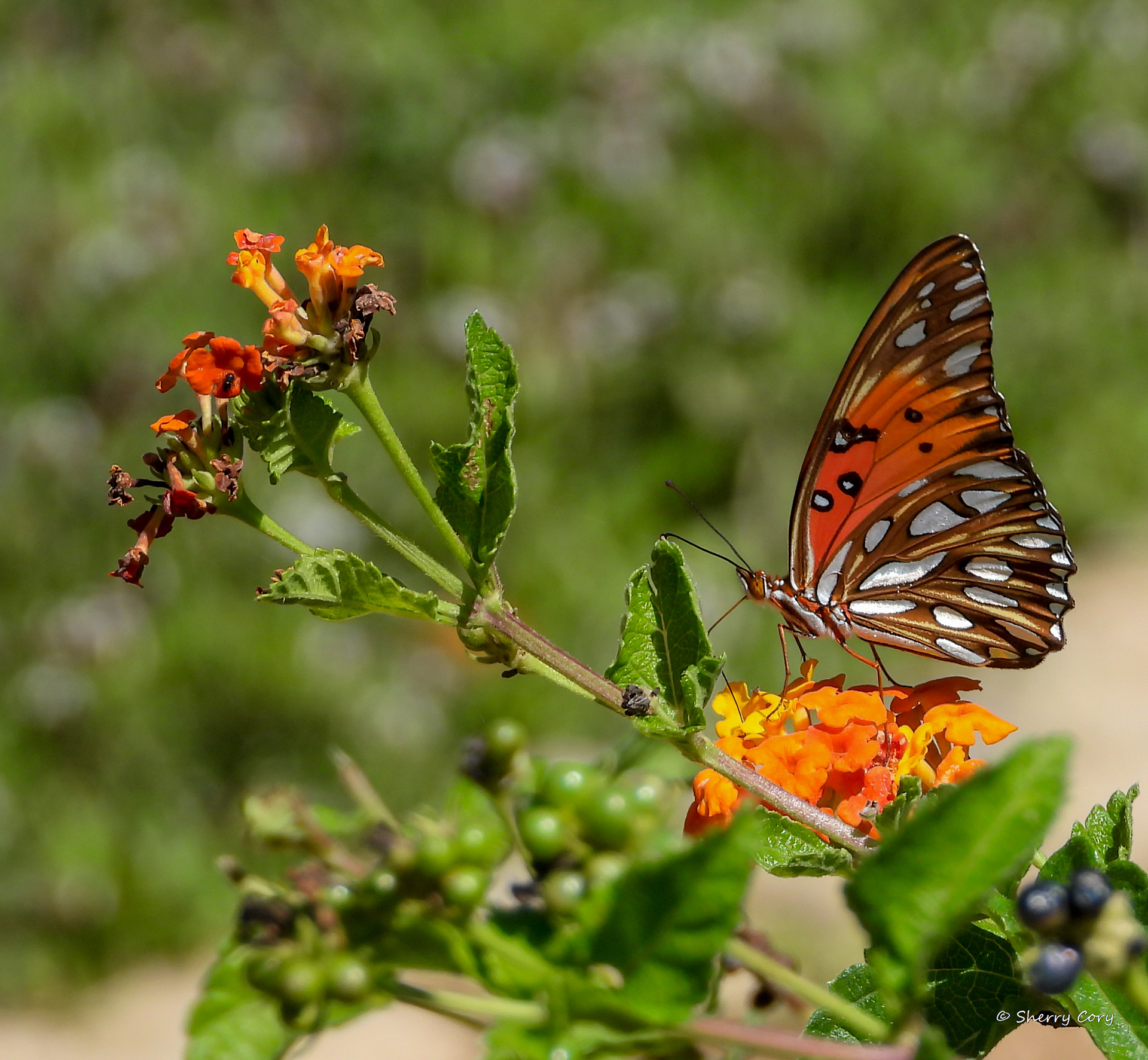 Gulf Fritillary 