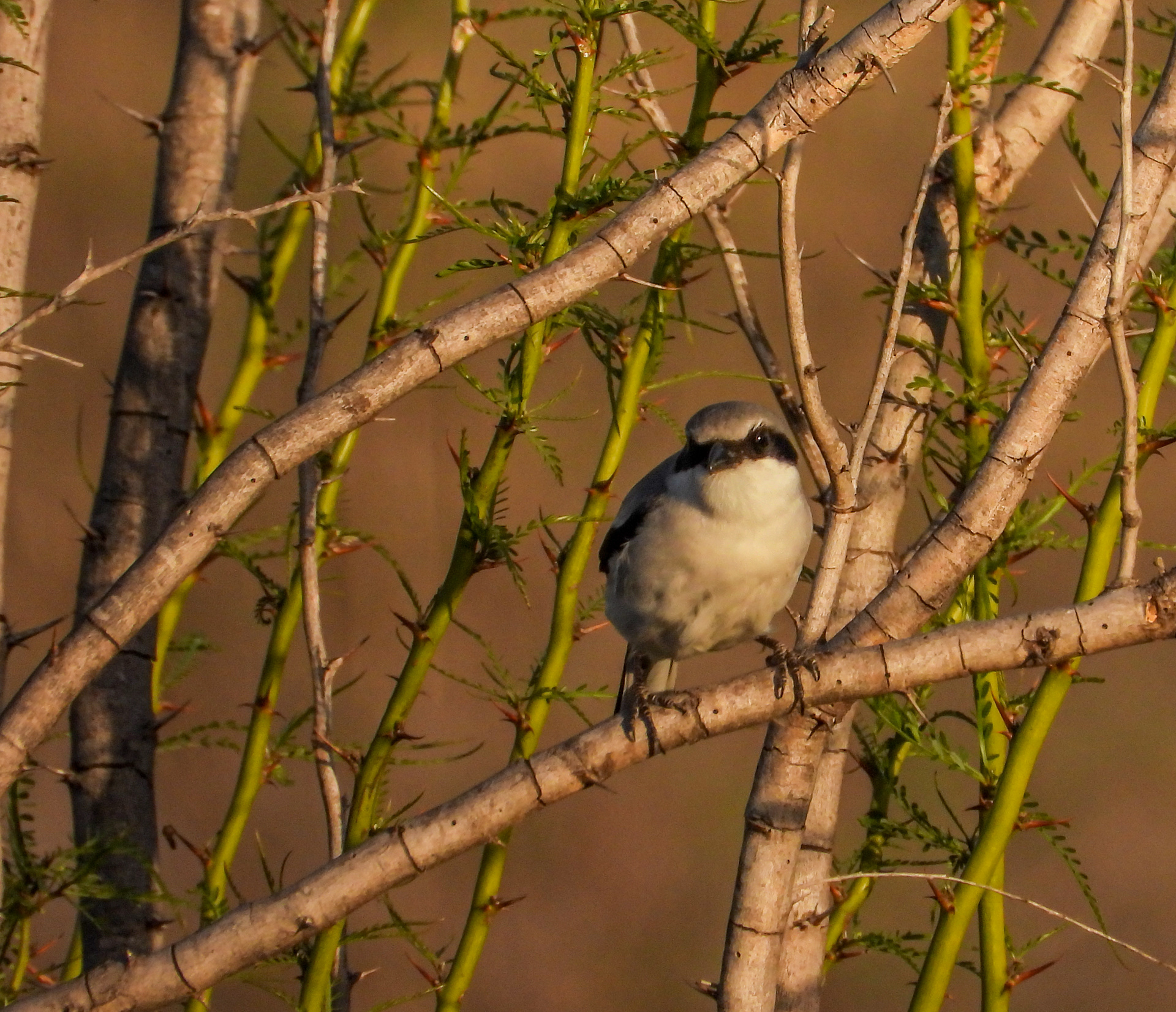 Loggerhead Shrike (Lanius ludovicianus)