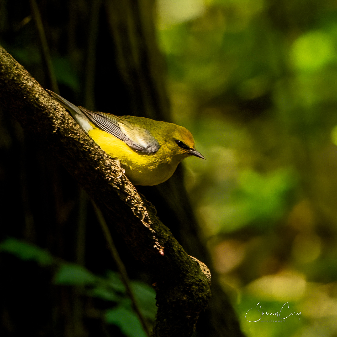 Blue Winged Warbler