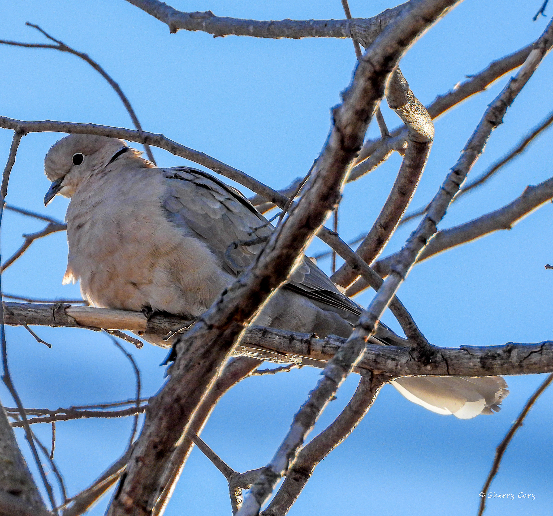 Eurasian Collared Dove (Streptopelia decaocto)