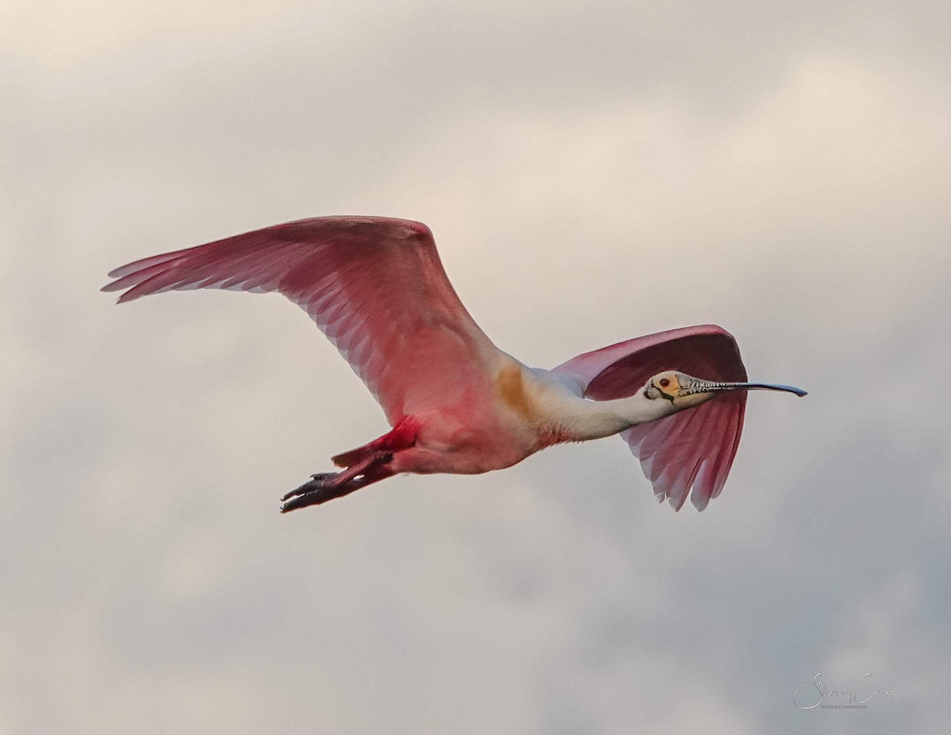 Roseate Spoonbill (Platalea ajaja)
