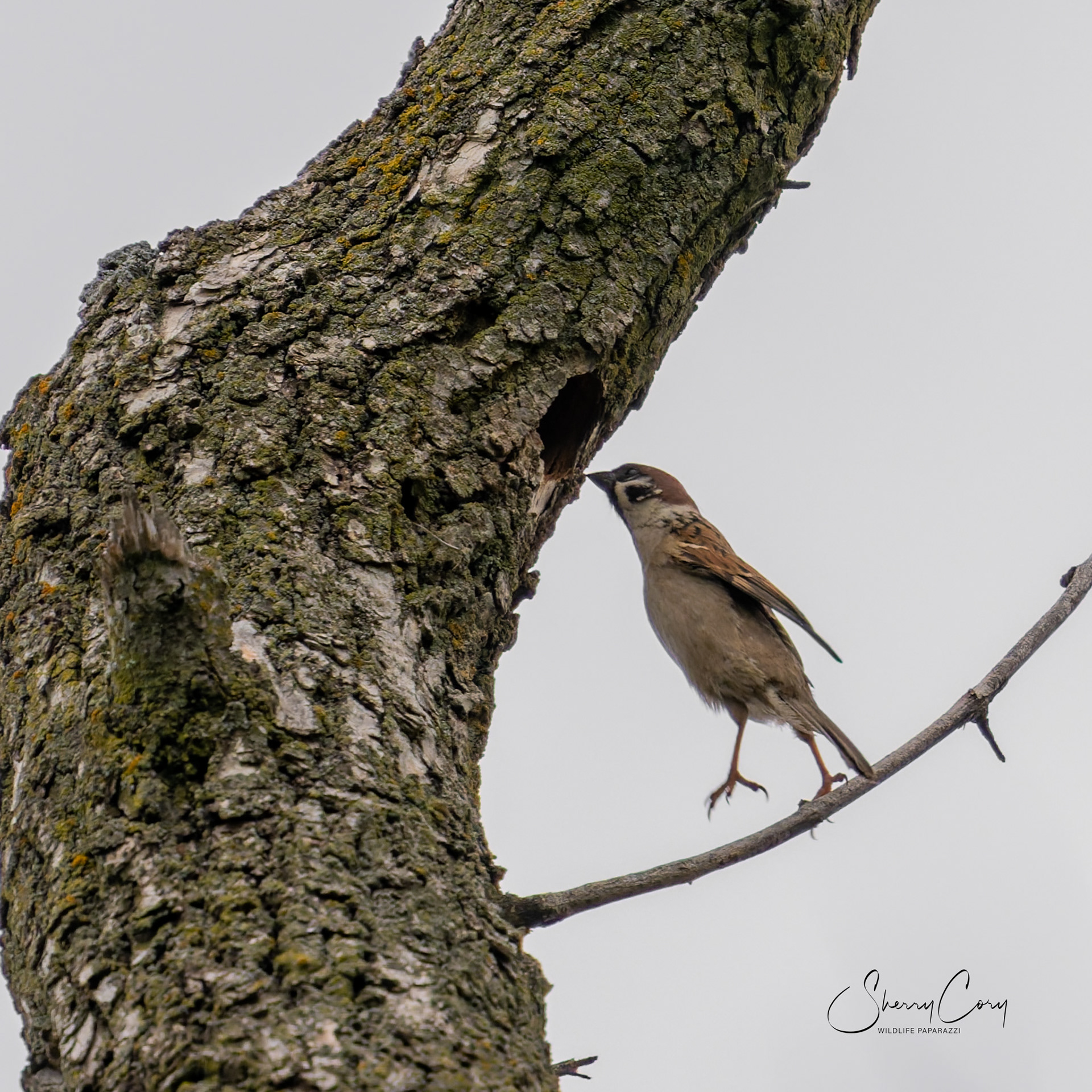 Eurasion Tree Sparrow (Passer montanus)