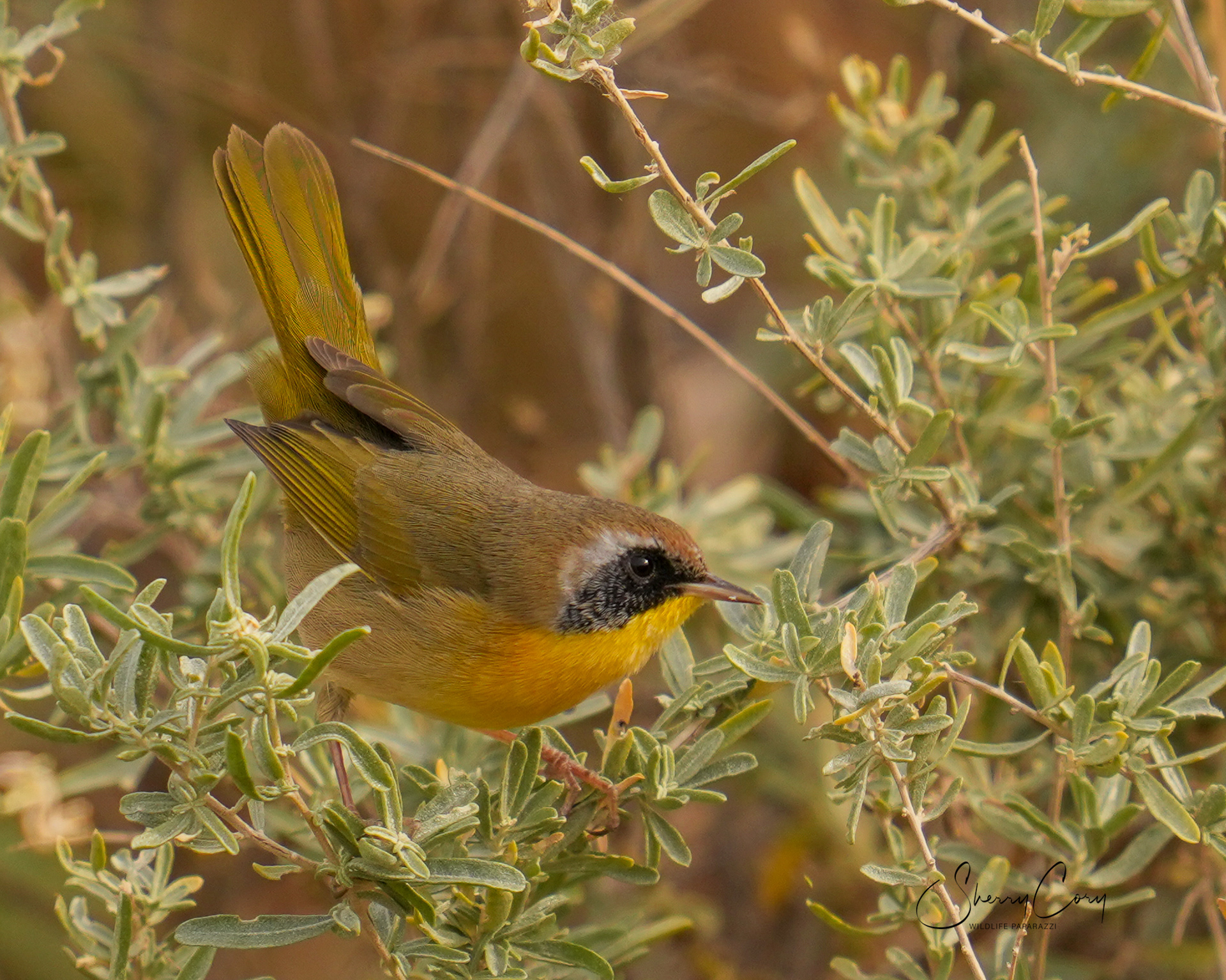 Common Yellowthroat