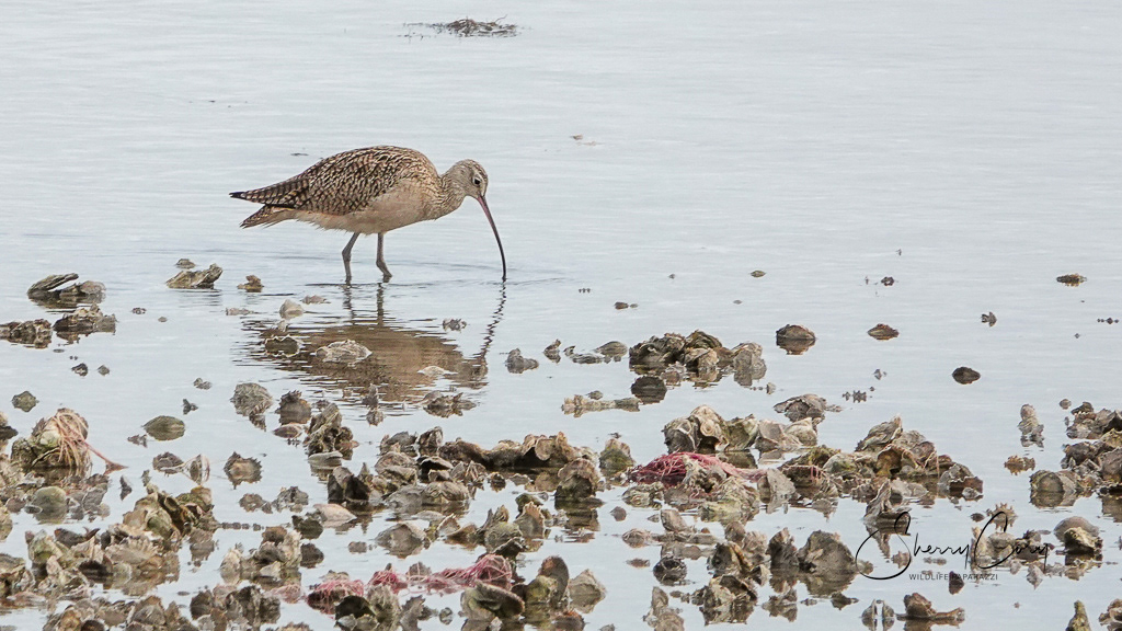 Long Billed Curlew (Numenius americanus)