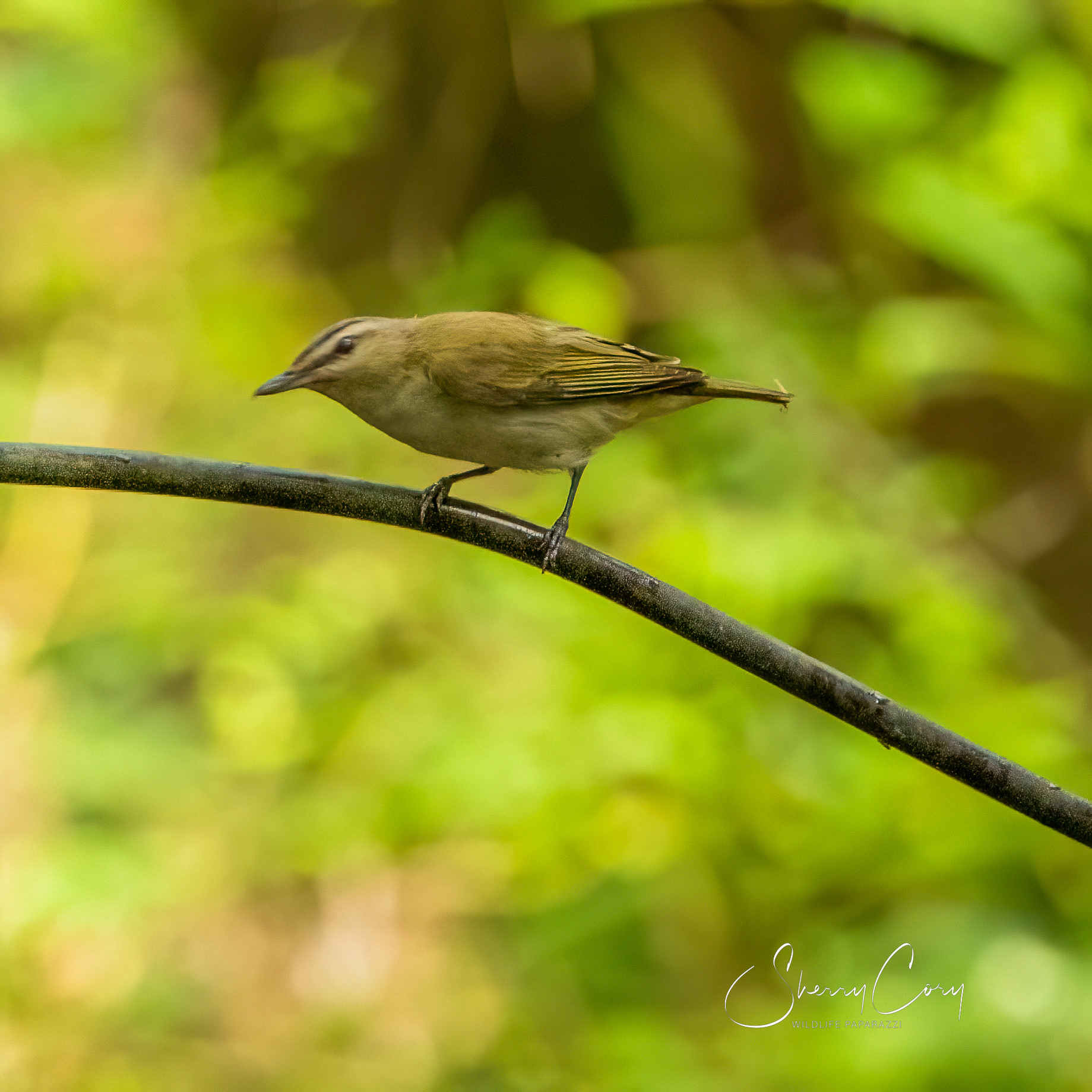 Red Eyed Vireo