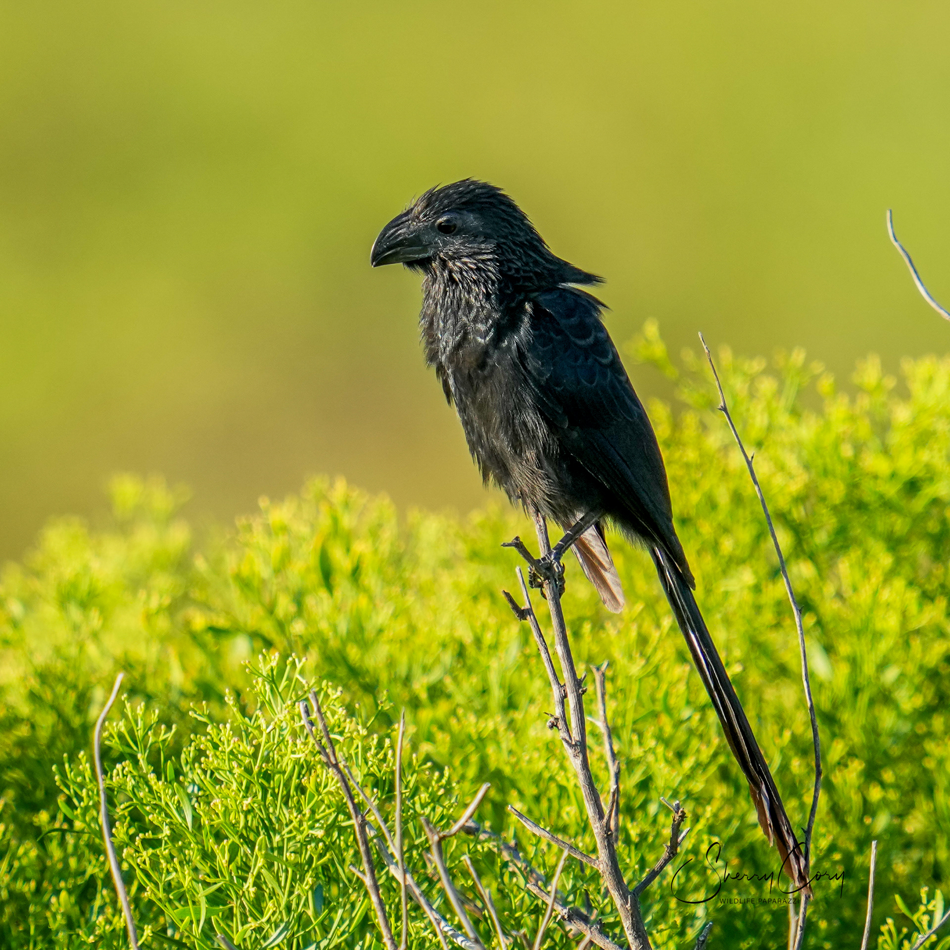 Groove Billed Ani (Crotophaga sulciostris)