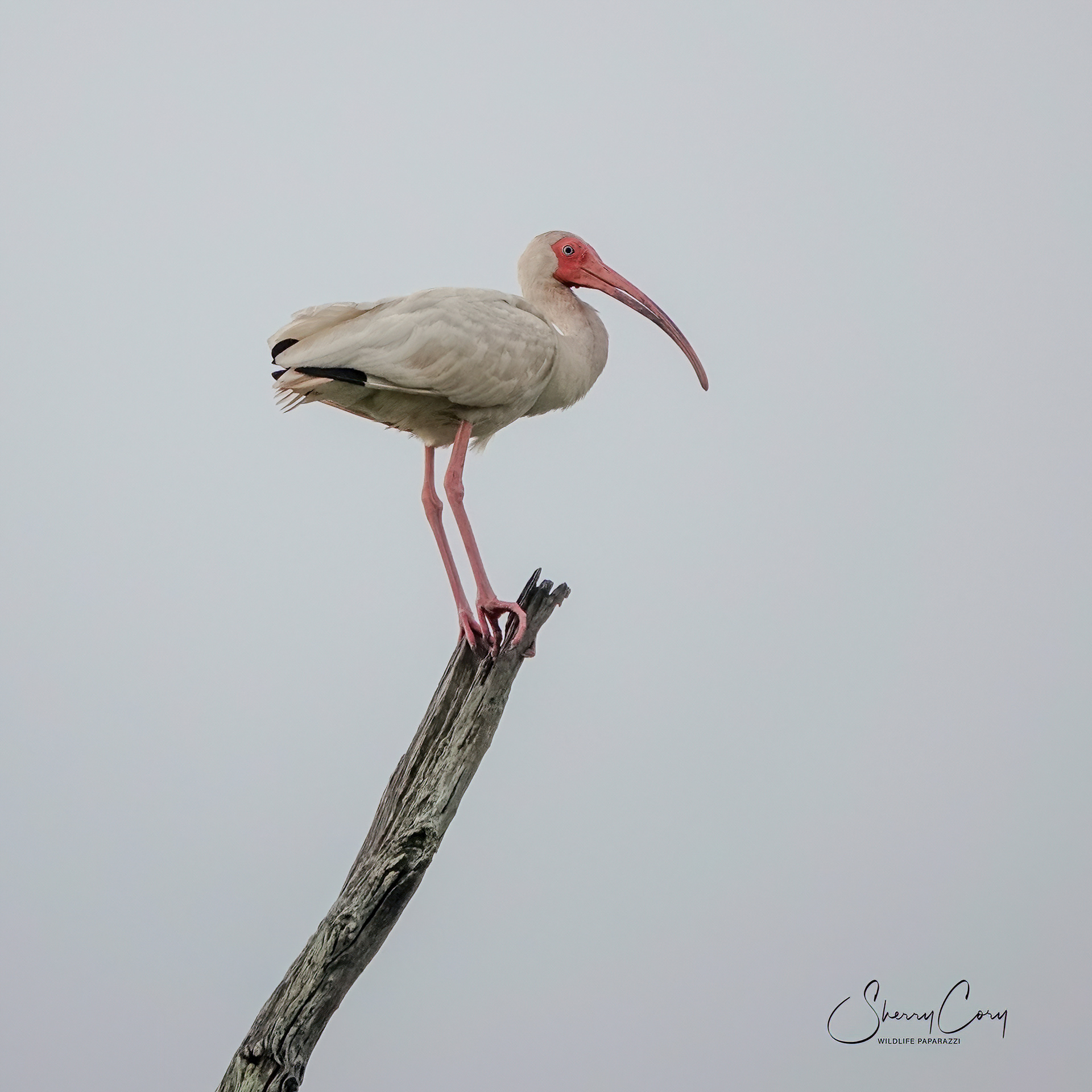 White Ibis (Eudocimus albus)