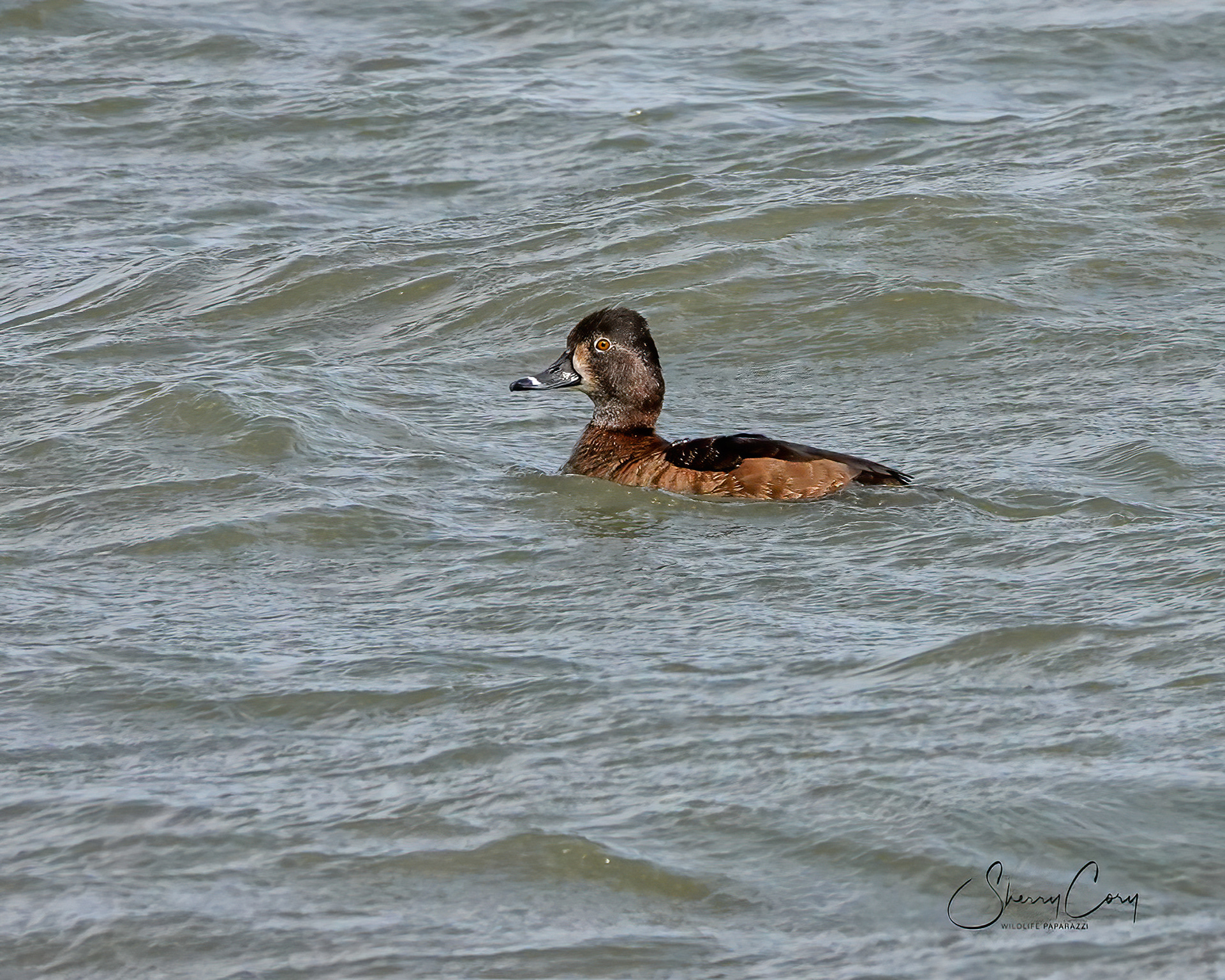 Ring Necked Duck (Aythya collaris)