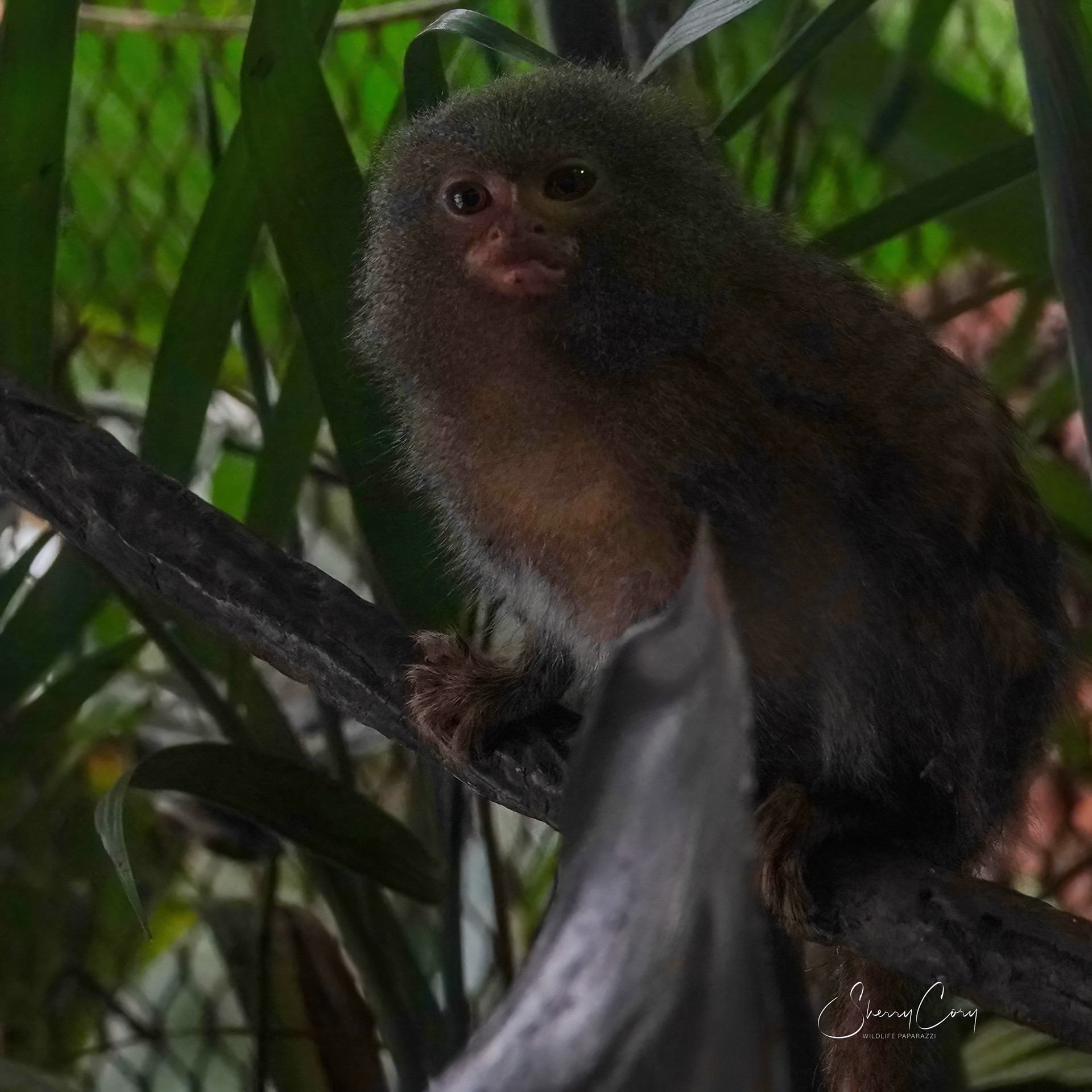 Pygmy Marmoset
