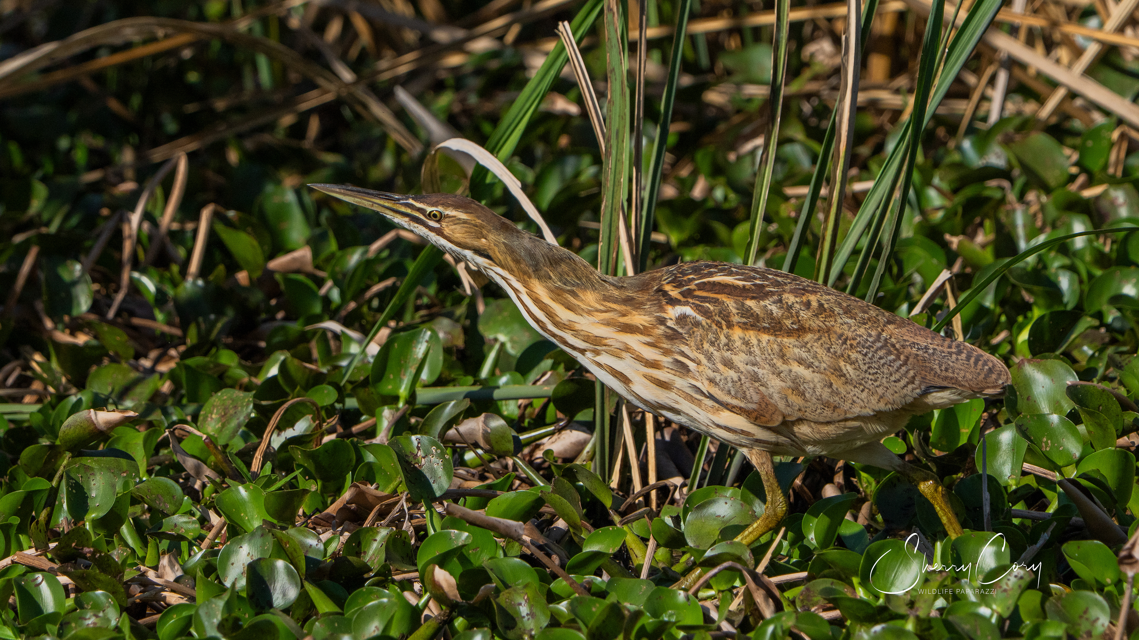American Bittern (Botaurus lentiginosus)