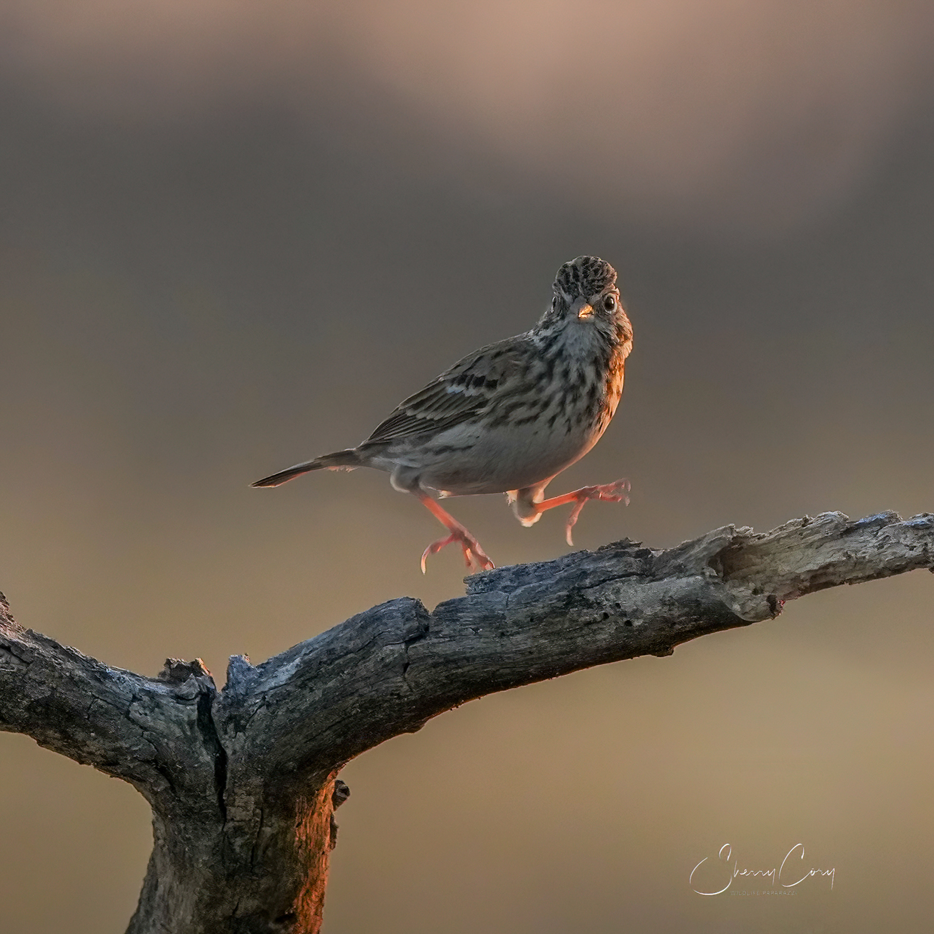 Vesper Sparrow (Pooecetes gramineus)