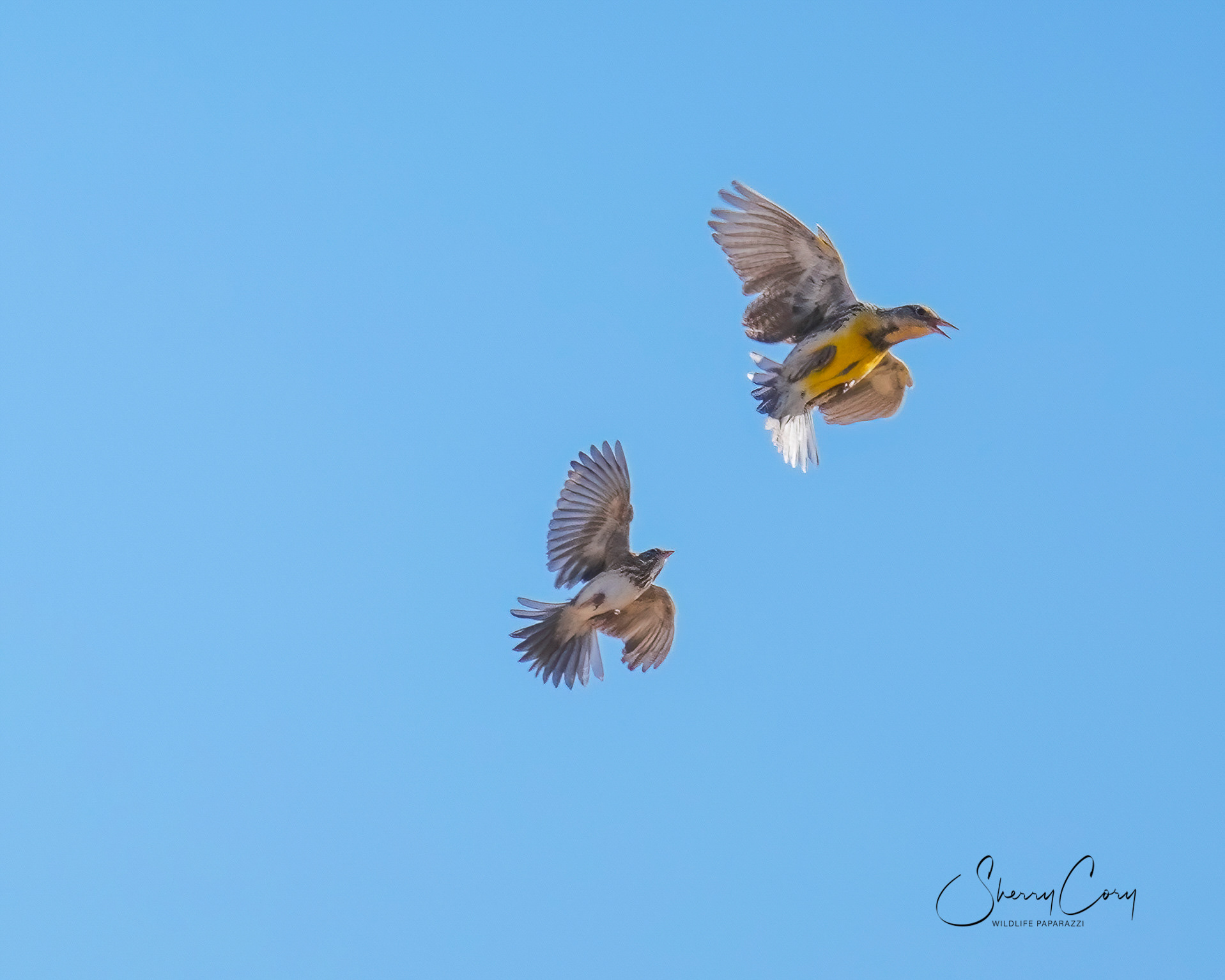 Chihuahuan Meadowlark (Sturnella lilianae) being pursued by a Vesper Sparrow