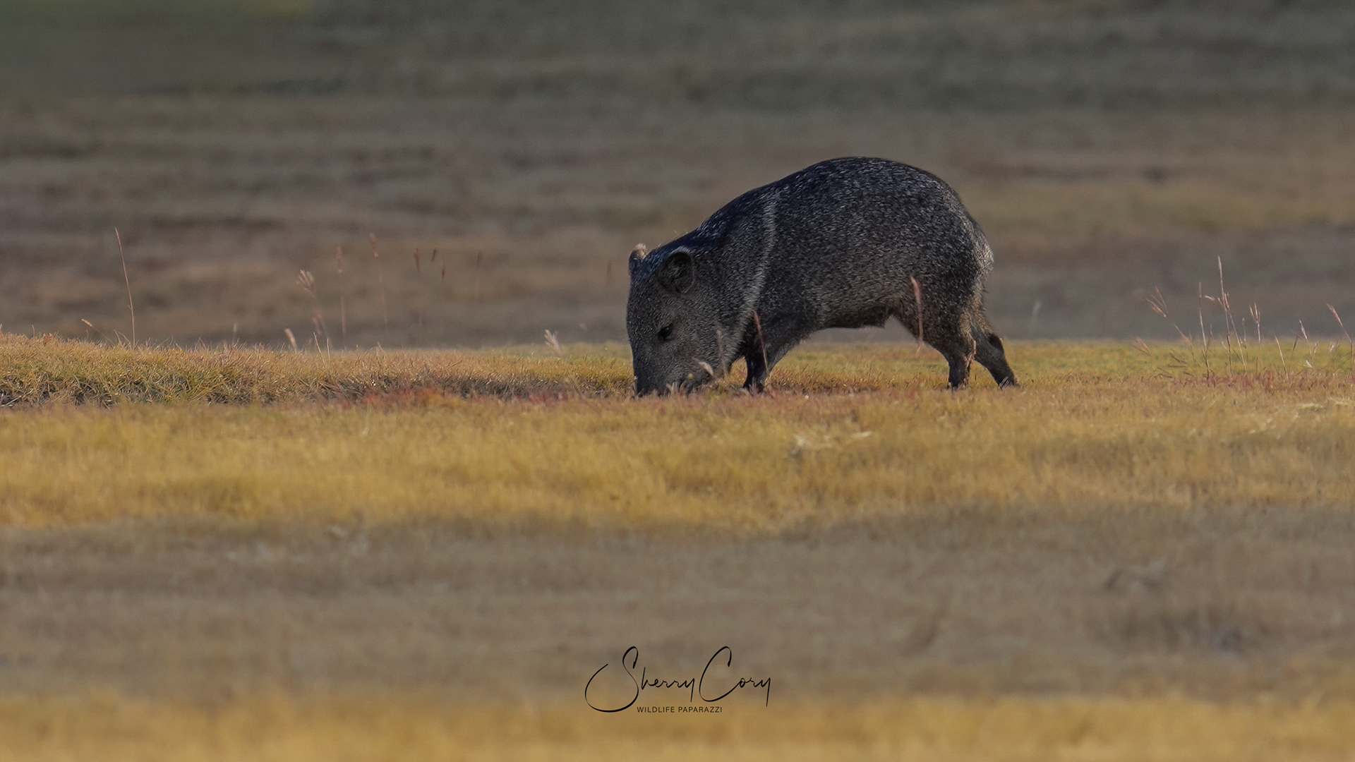 Javelina