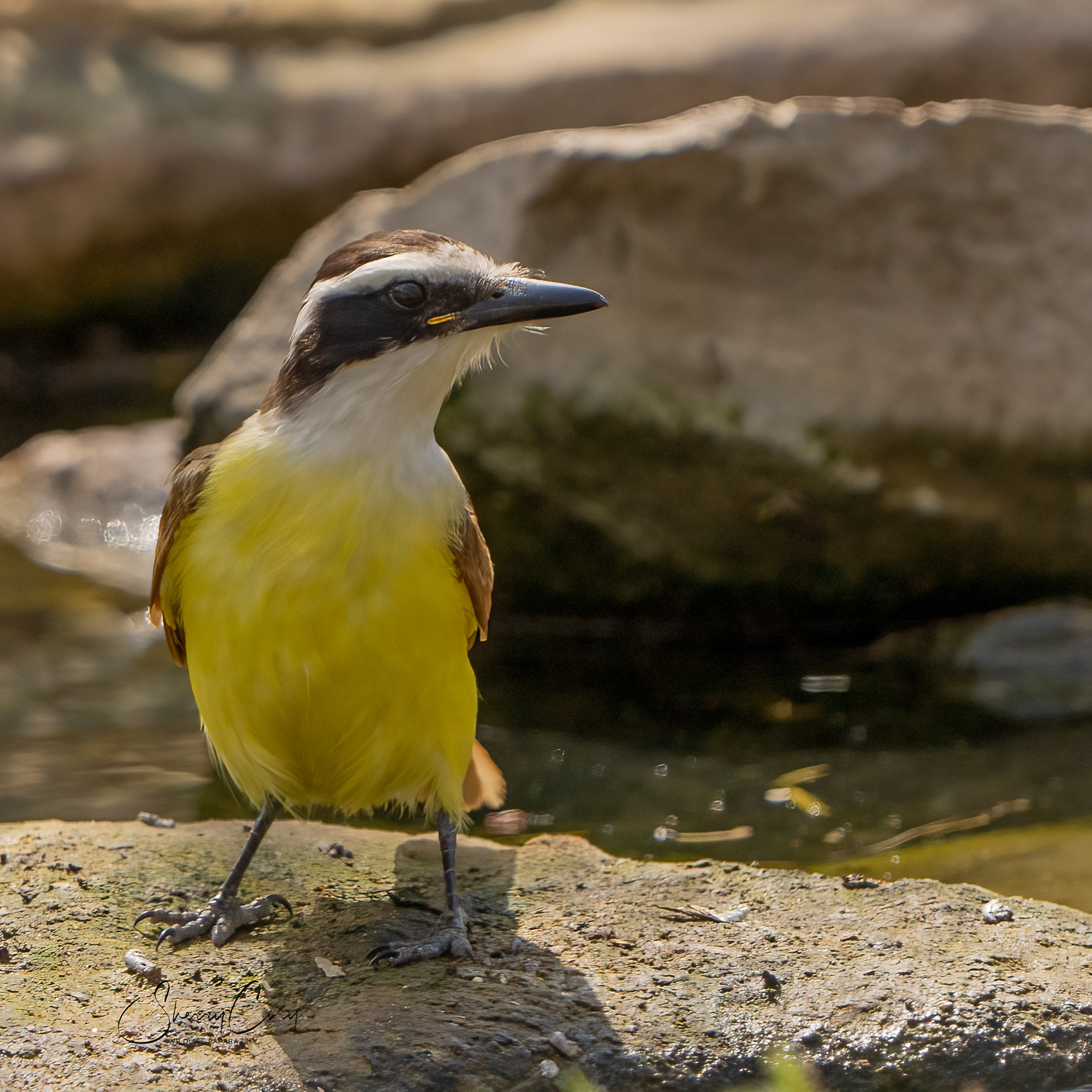Great Kiskadee