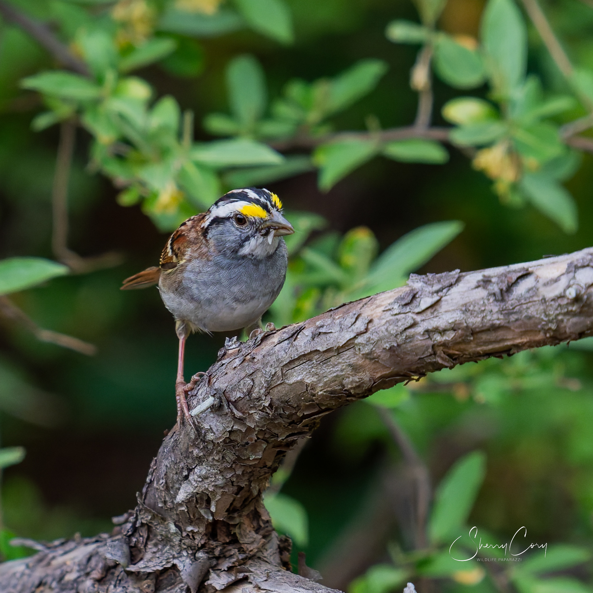 White Throated Sparrow