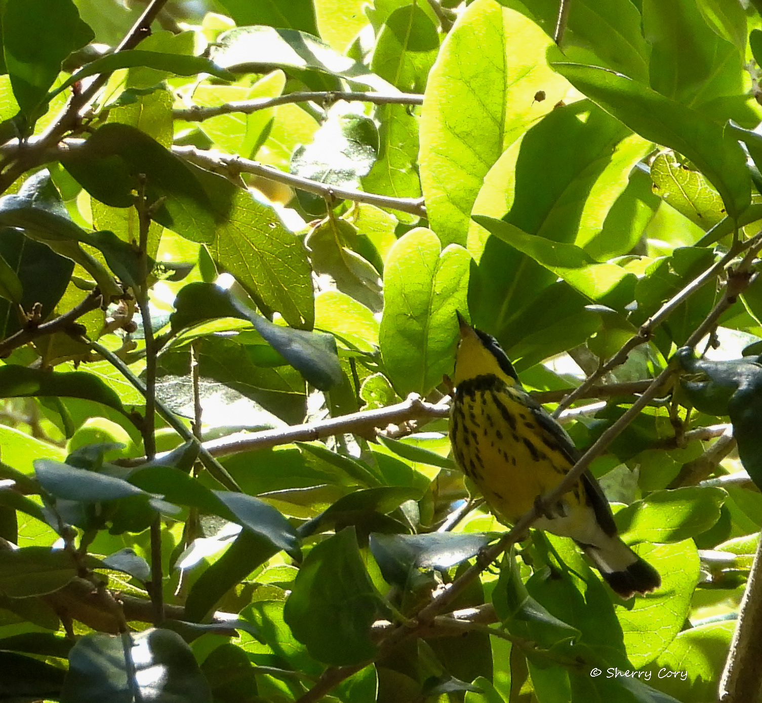Magnolia Warbler Setophanga magnolia)