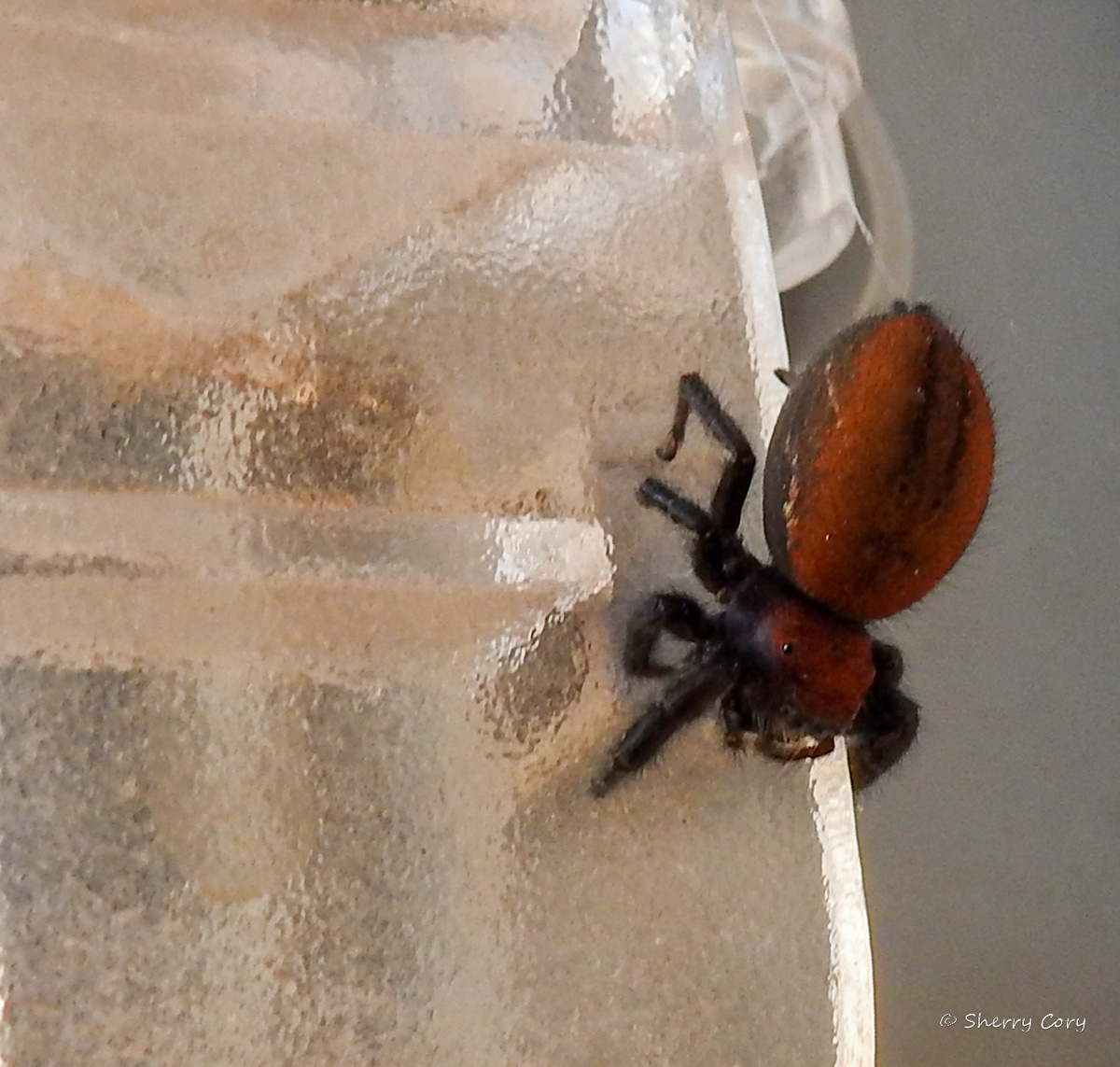 Cardinal Jumping Spider