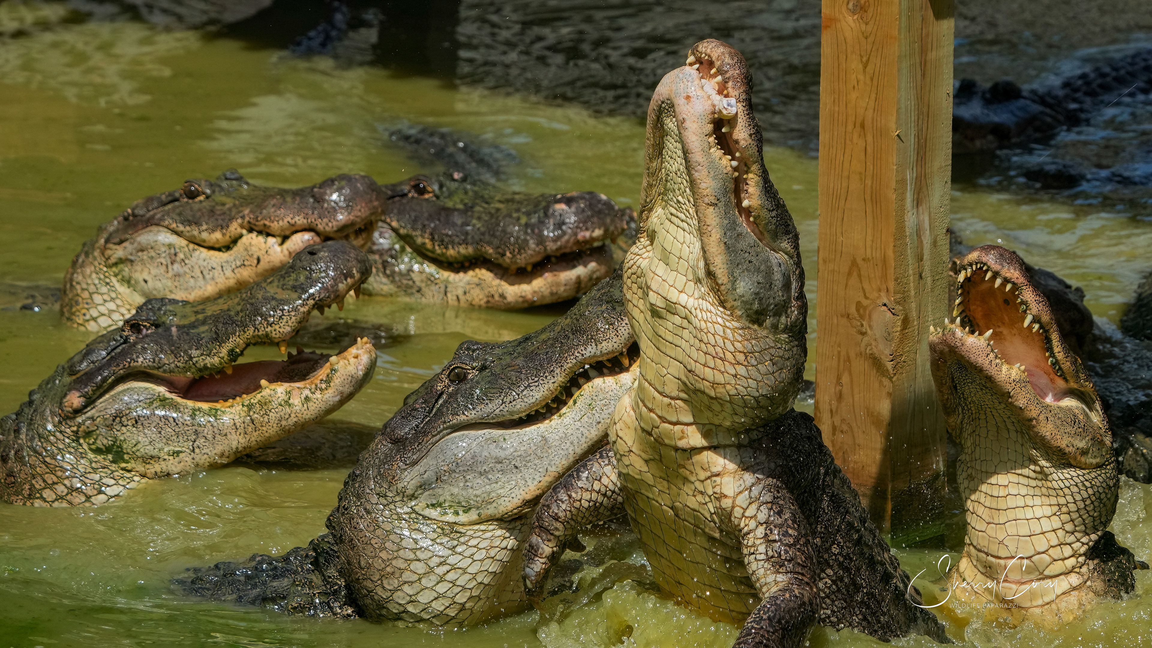 American Alligators