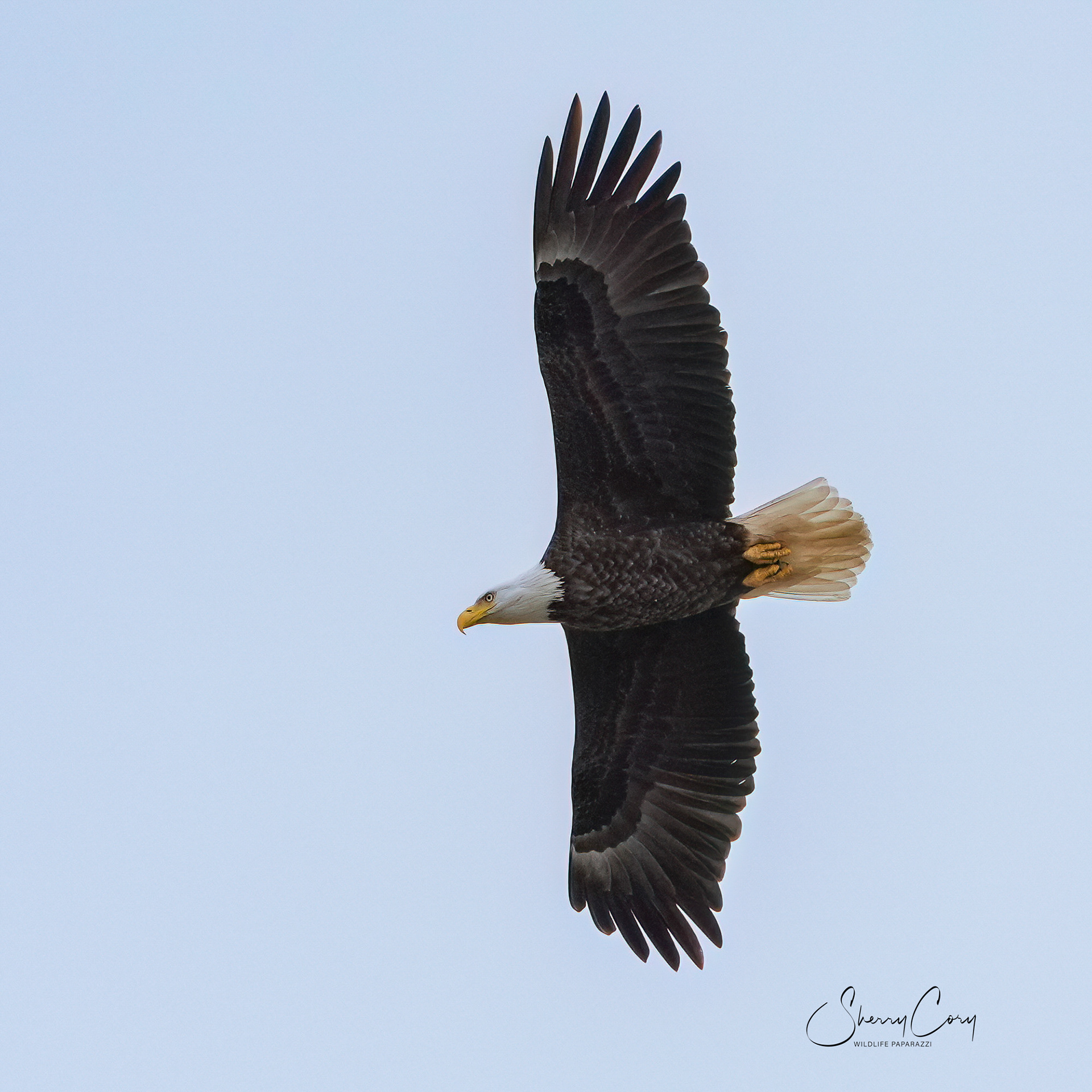 Bald Eagle
