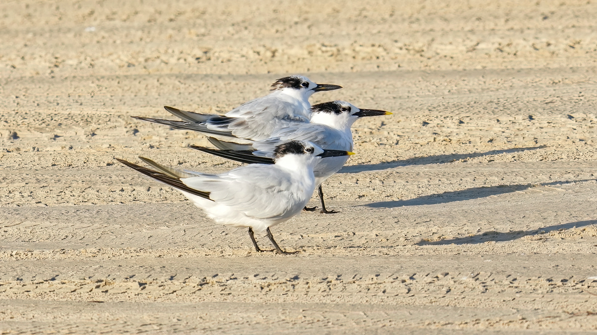 Sandwich Terns (Thalasseus sandvicensis)