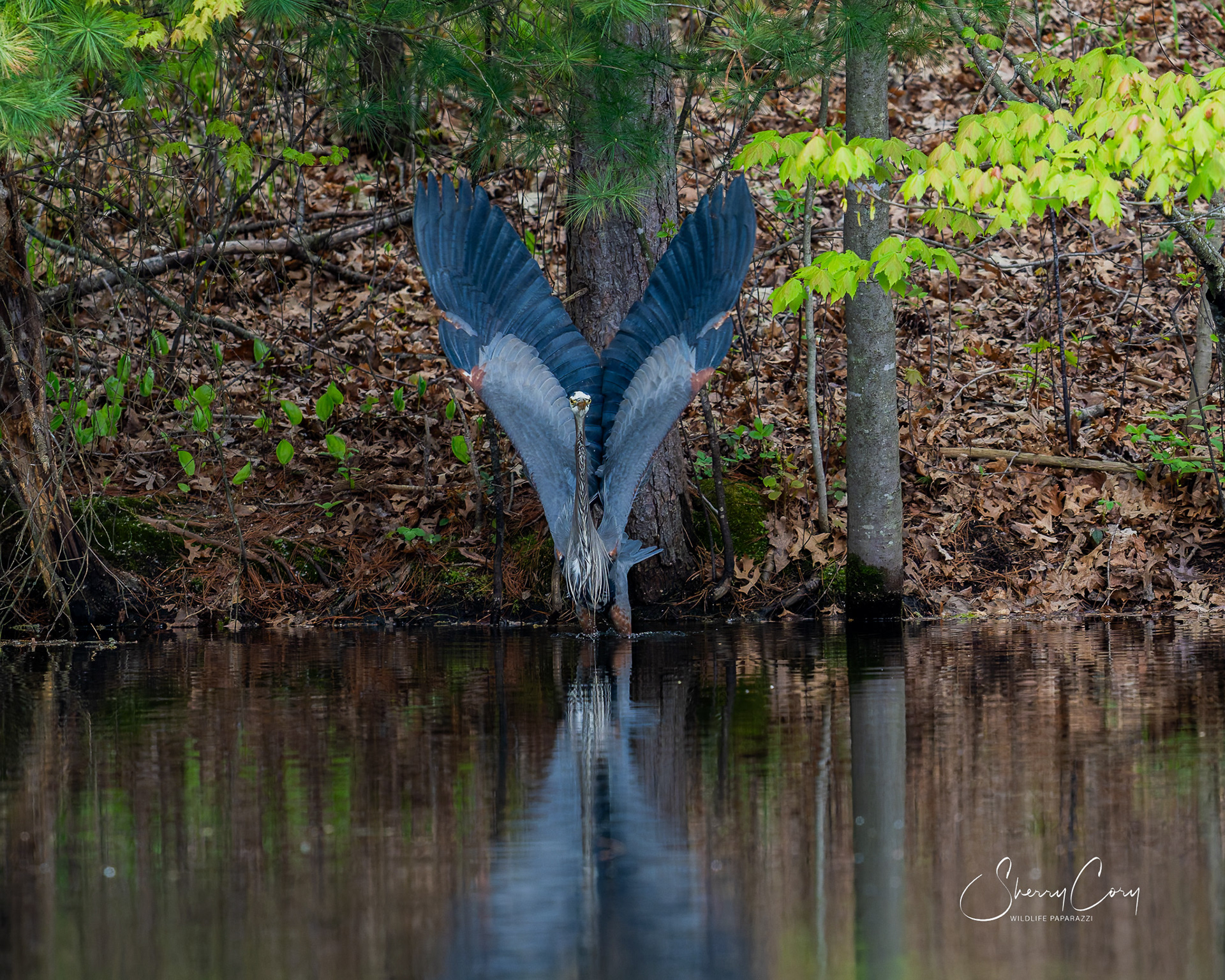 Great Blue Heron (Ardea herodias)