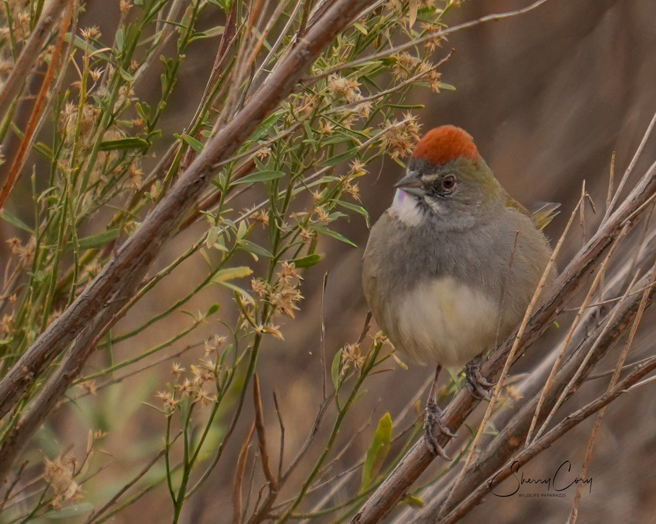 Green Tailed Towhee