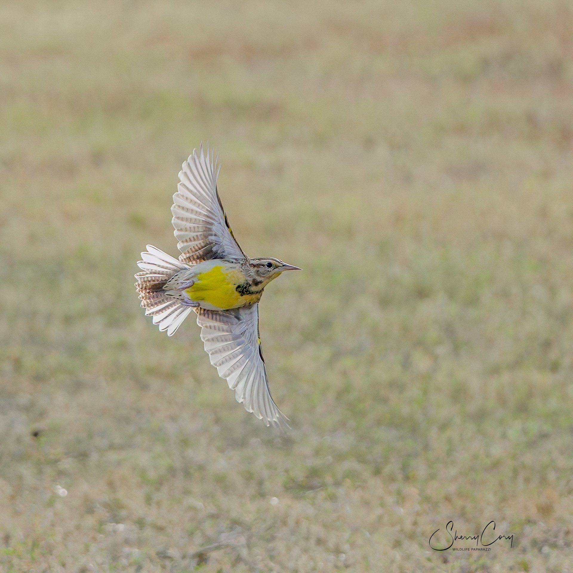 Western Meadowlark (Sturnella neglecta)