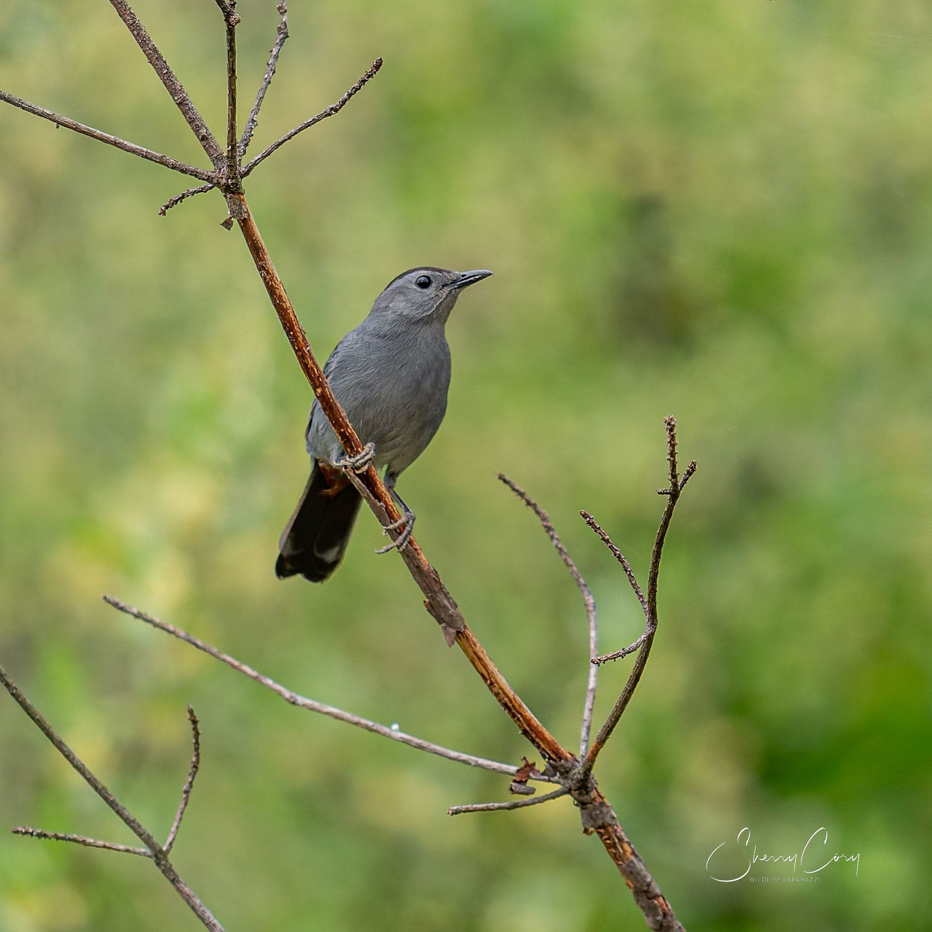 Gray Catbird